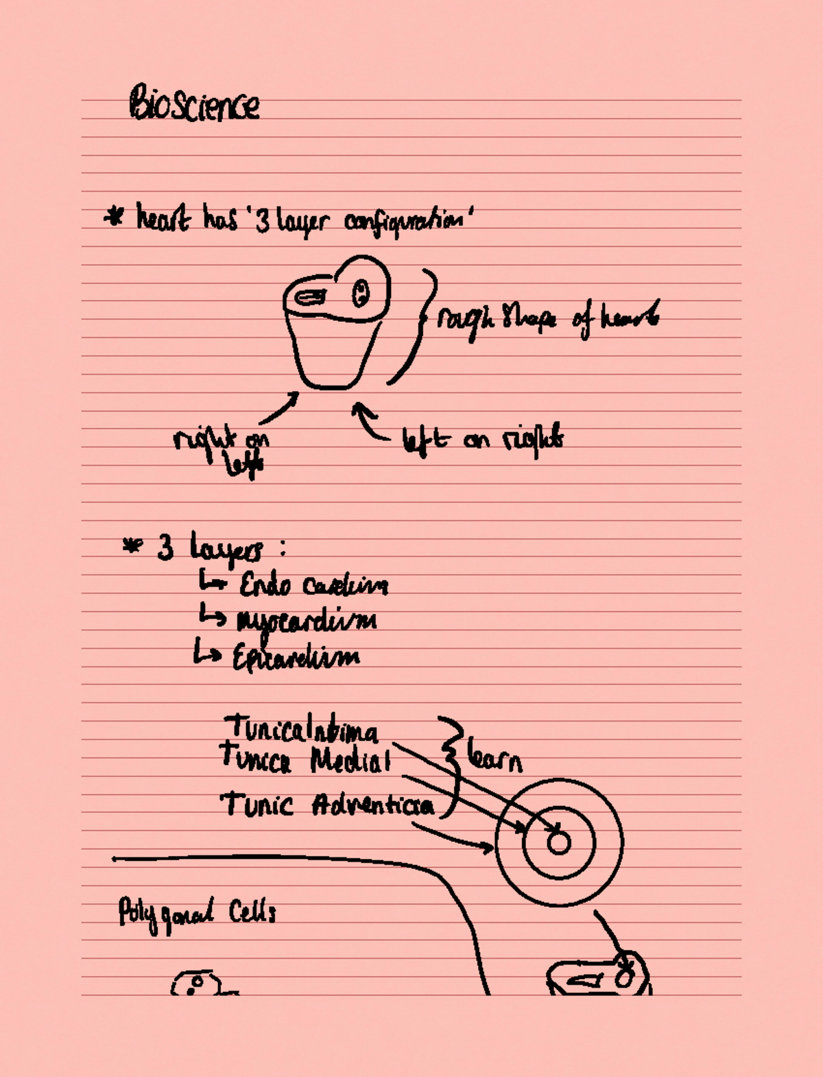 Note 25 Oct 2021 - Paramedic science class notes - Bioscience 25110121 ...