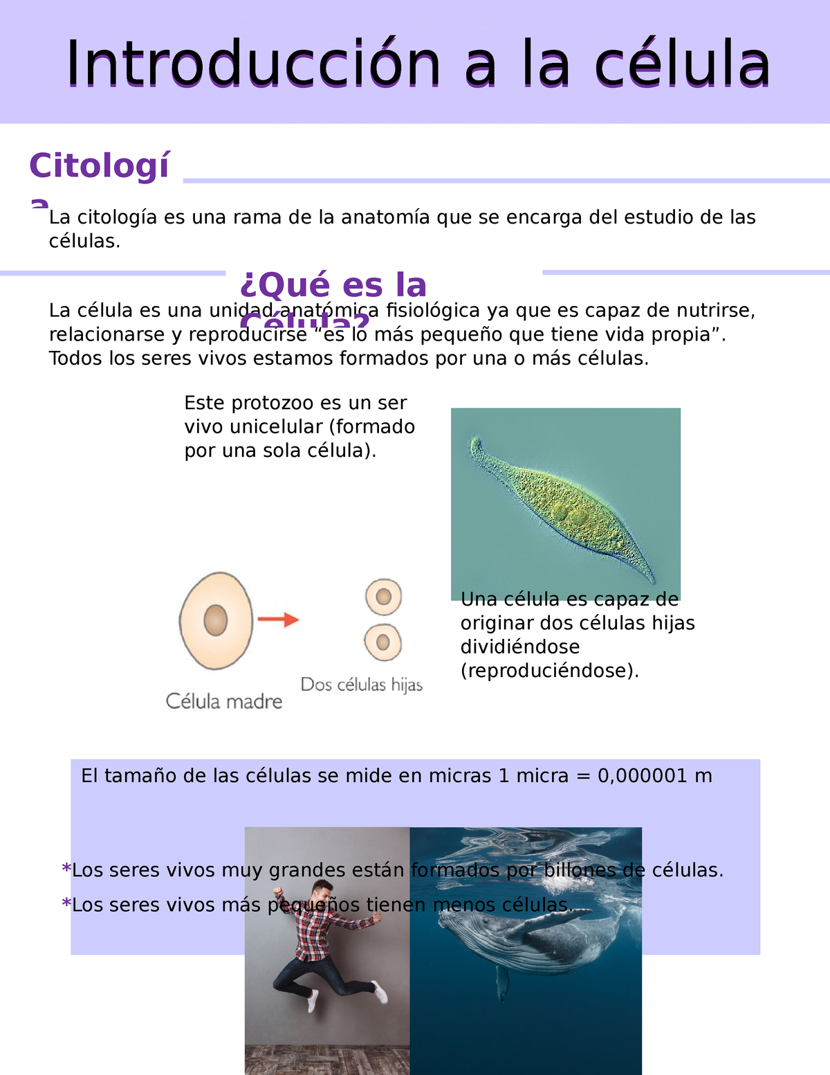 Tema 1 Z.Introduccion A La Celula - La Citología Es Una Rama De La ...