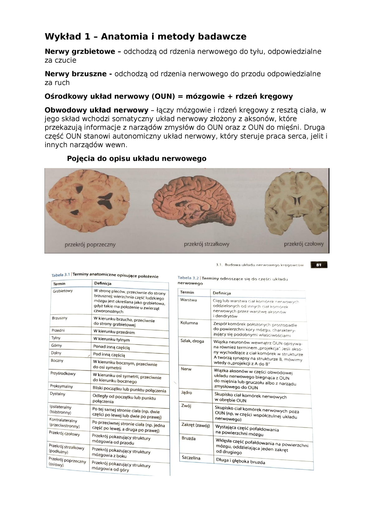 Biologia Wykłady Notatki Do Wykładów Pod Sesje Wykład 1 Anatomia I Metody Badawcze Nerwy 9680