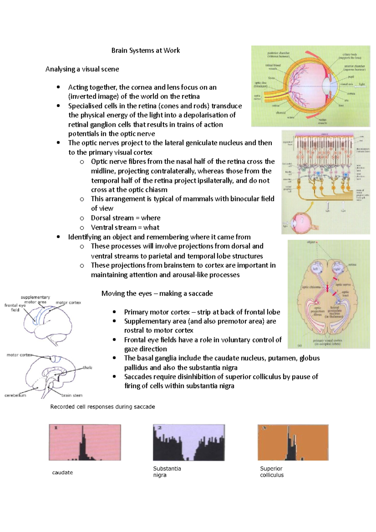 Brain Systems at Work notes - Brain Systems at Work Analysing a visual ...