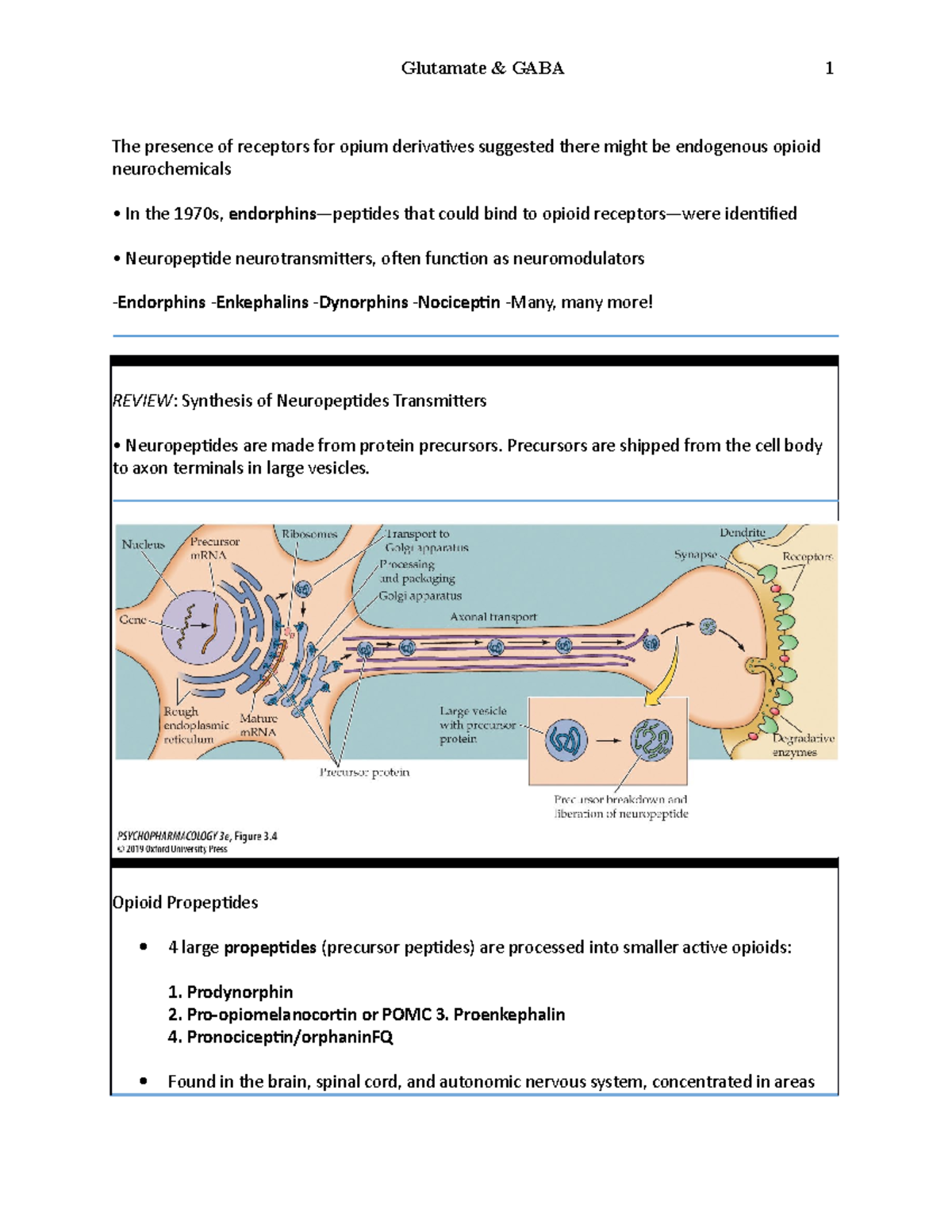 Endogenous Opiods - notes - The presence of receptors for opium ...