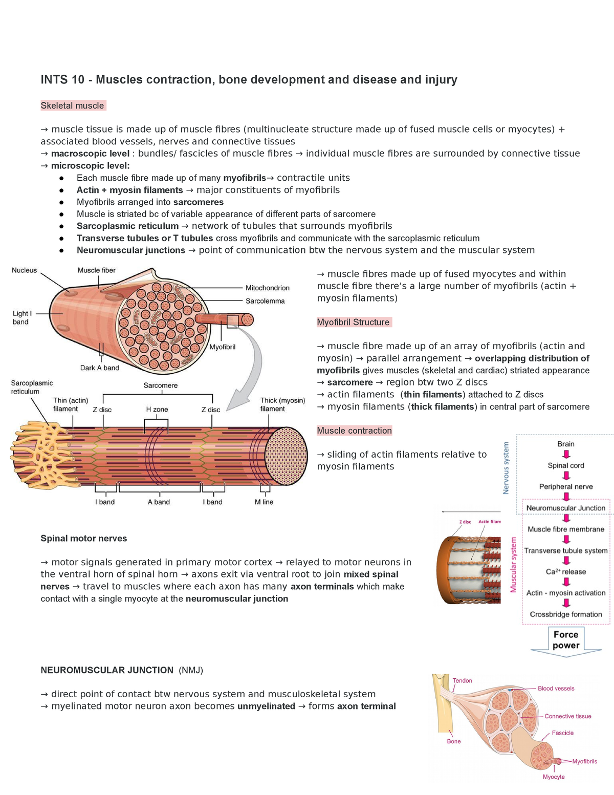 INTS 10 - Muscles contraction, bone development and disease and injury ...