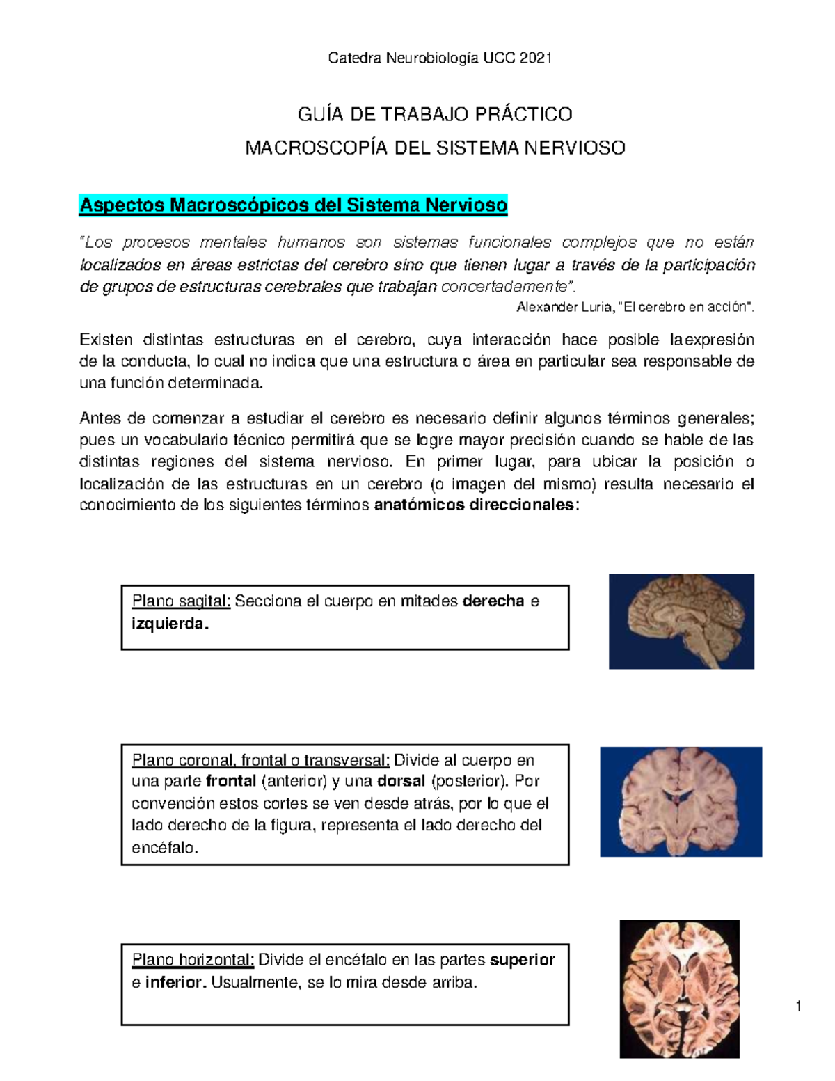 plano horizontal del cerebro