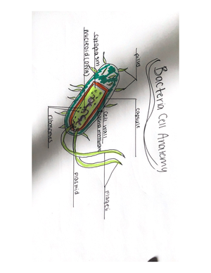 Lizard Evolution Virtual Lab HHMI's Bio Interactive 1 - 9/29/23, 2:21 ...