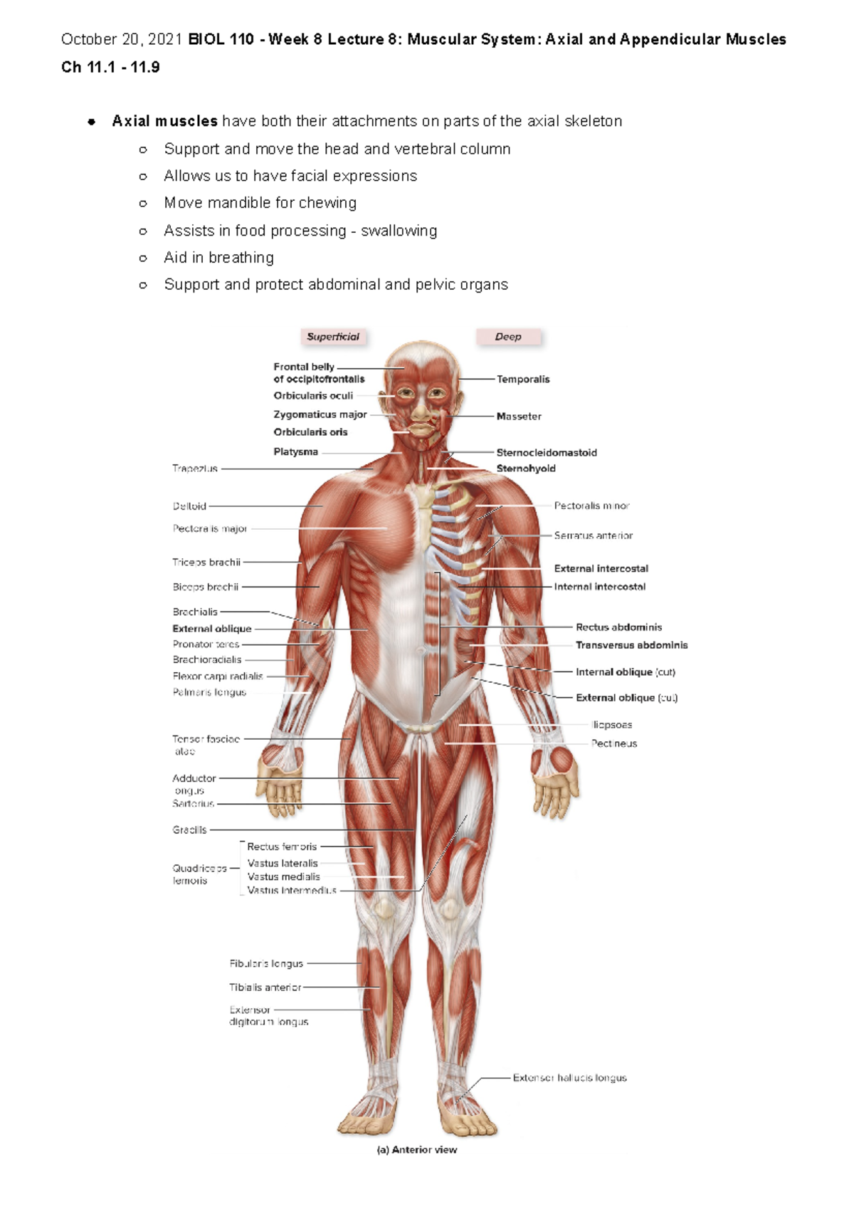 BIOL 110 Muscles P.1 - October 20, 2021 BIOL 110 - Week 8 Lecture 8 ...