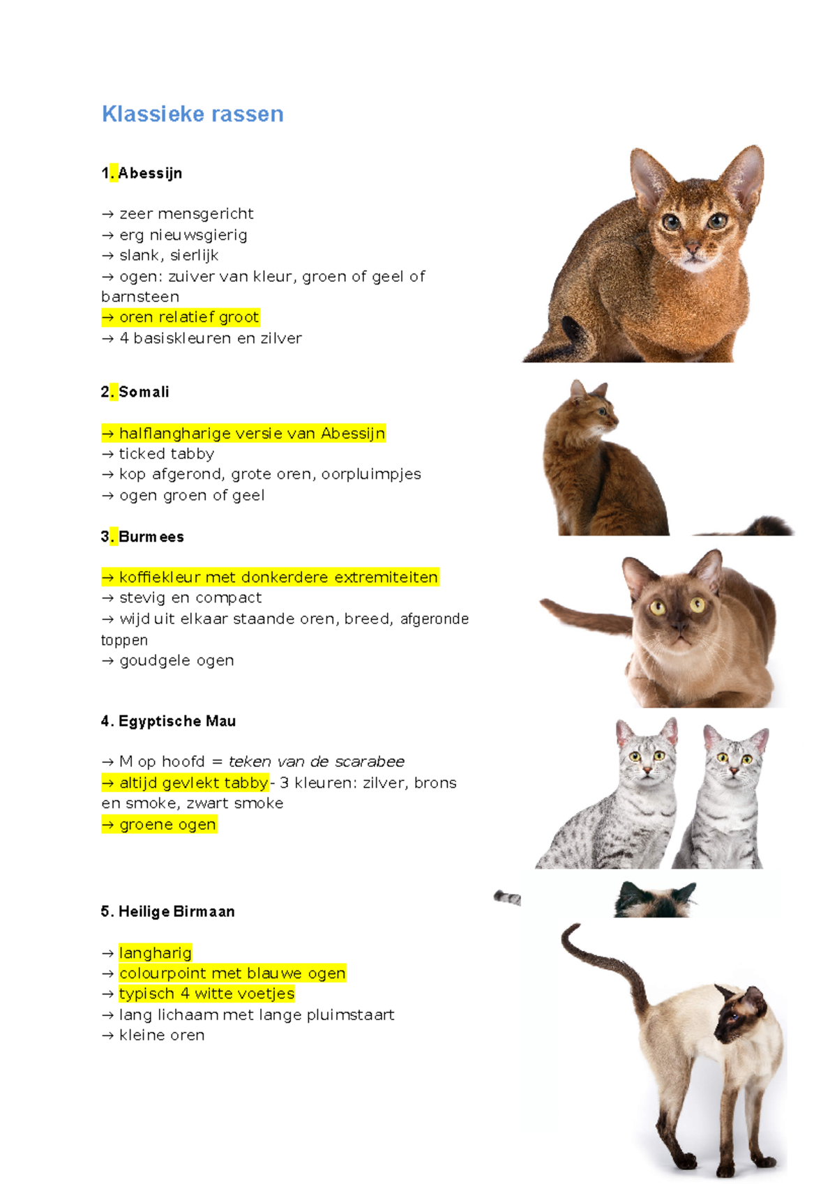 Katten-Rassen - Klassieke rassen 1. Abessijn → zeer mensgericht → erg ...