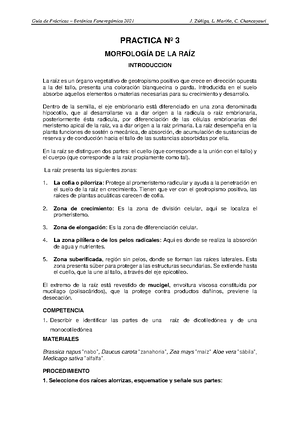 Practica Nº 7 Morfologia De Hoja - PRACTICA Nº 7 MORFOLOGÍA DE LA HOJA ...