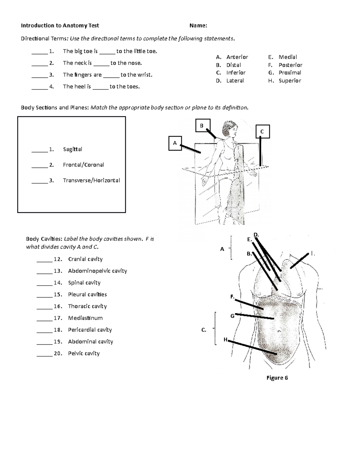 Introduction to Anatomy Test - _____ 1. The big toe is _____ to the ...