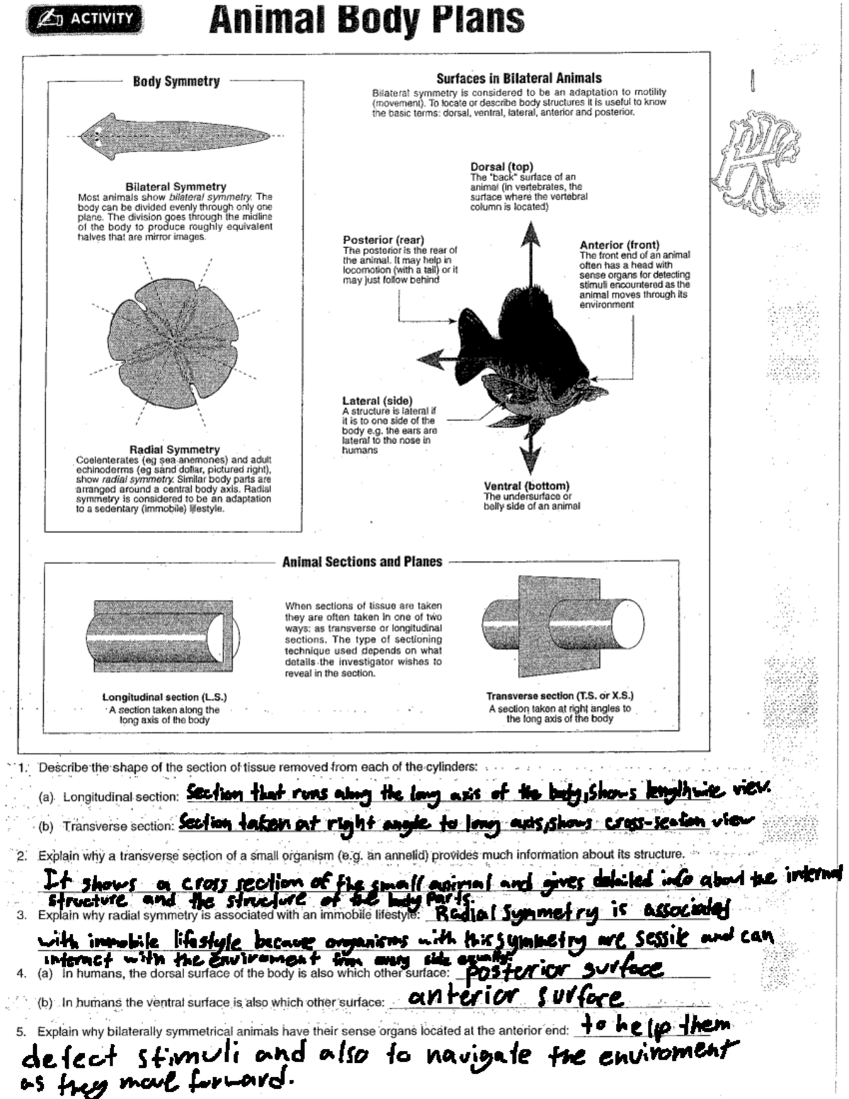 4AB488FD 2F7A 40C6 9A32 AD05BF7912AF - ACTIVITY Animal Body Plans Body ...