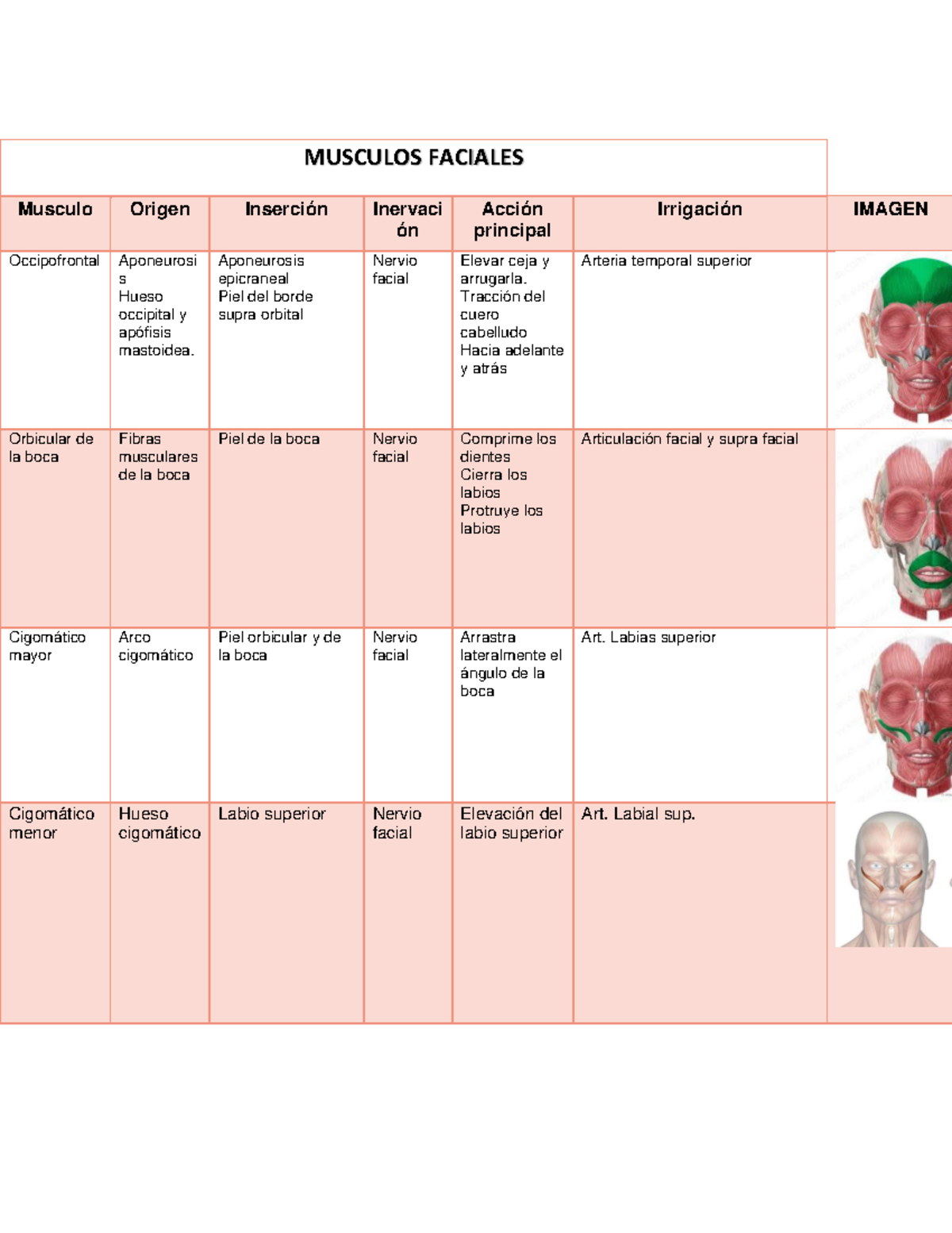 musculos-musculos-faciales-musculo-origen-inserci-n-inervaci-n