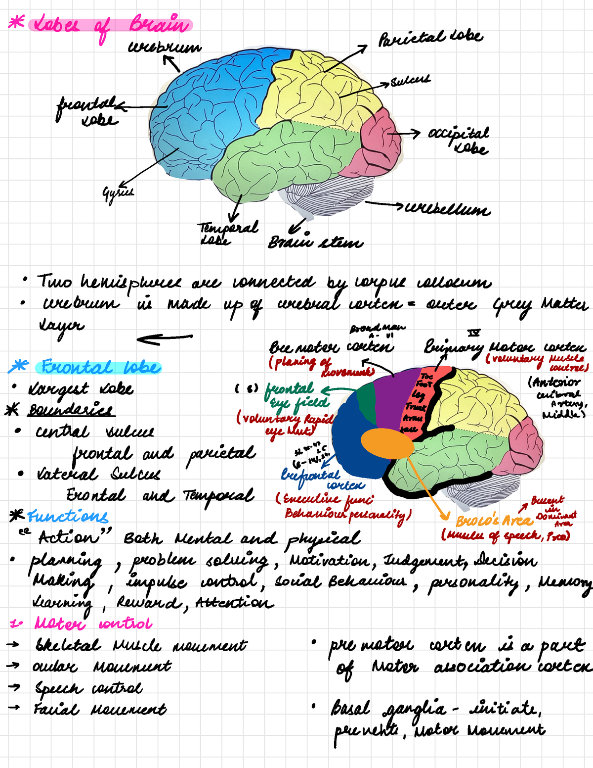 Lobes of brain - *Lobes of Brain urebrum Parietal Lobe A. a -> sulcus ...