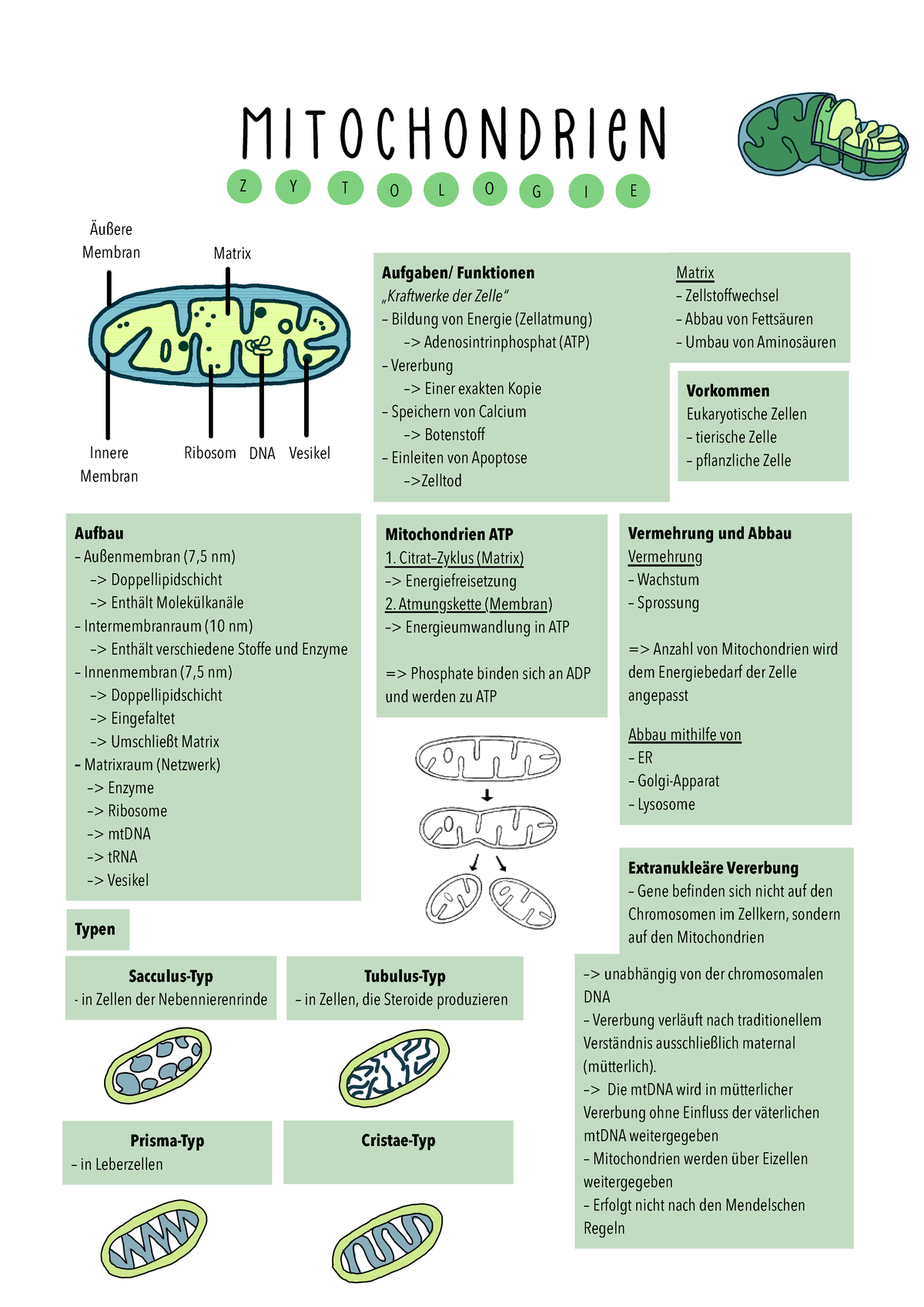 Handout Mitochondrien - Z Y T O L O G I E Innere Membran Äußere Membran ...