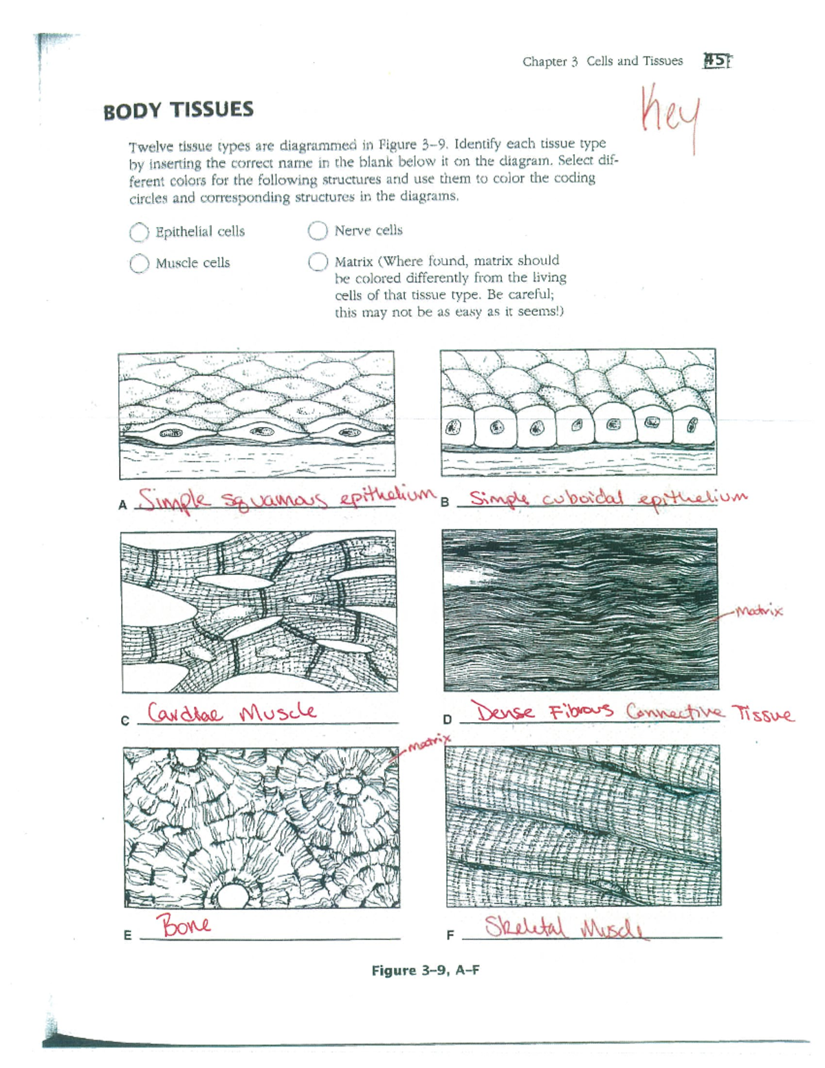 Tissues pdf kasla quiz - it's just a reviewer for anaphy chapter 3 ...