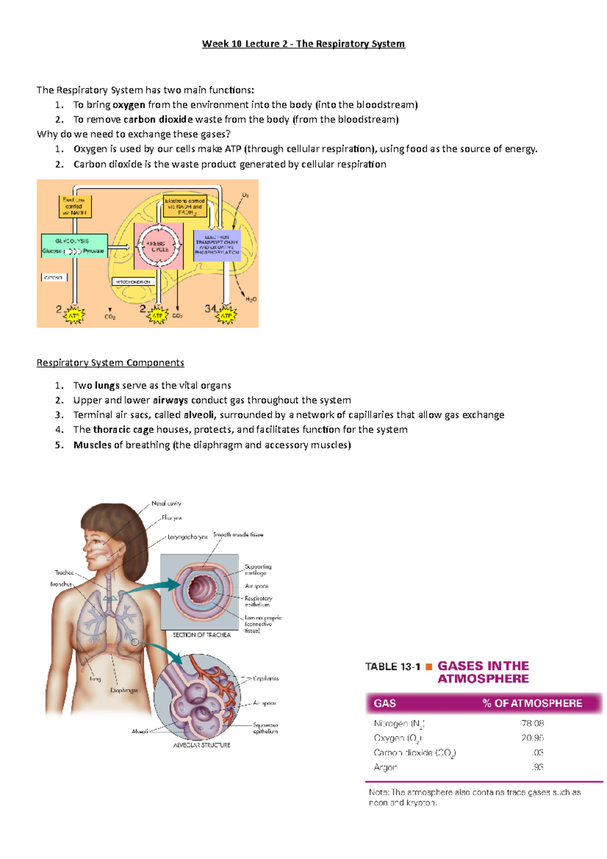 The Respiratory System Week 10 lecture 2 - Week 10 Lecture 2 - The ...