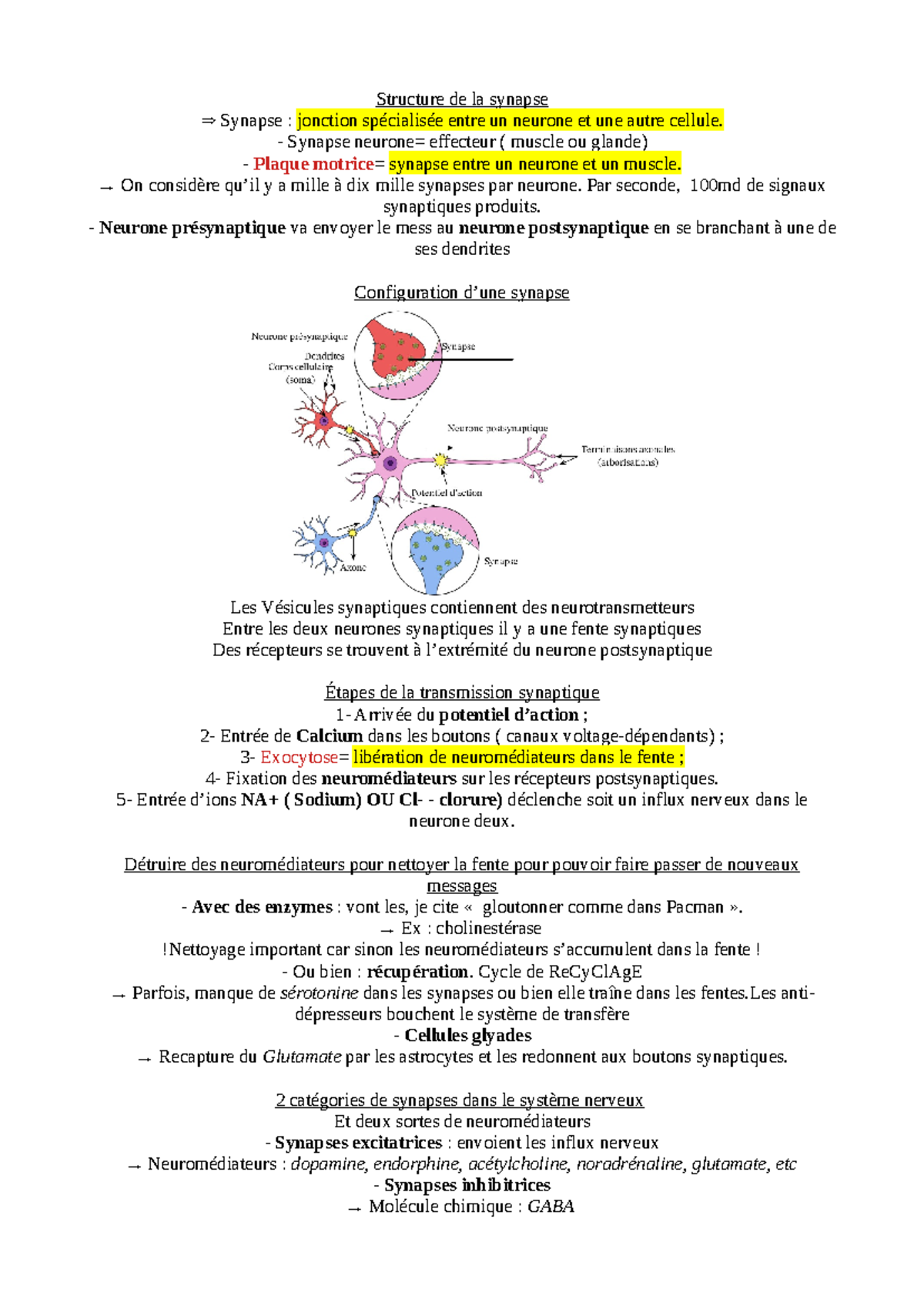 1er Mars Les Synapses Bio - Structure de la synapse ⇒ Synapse: jonction ...