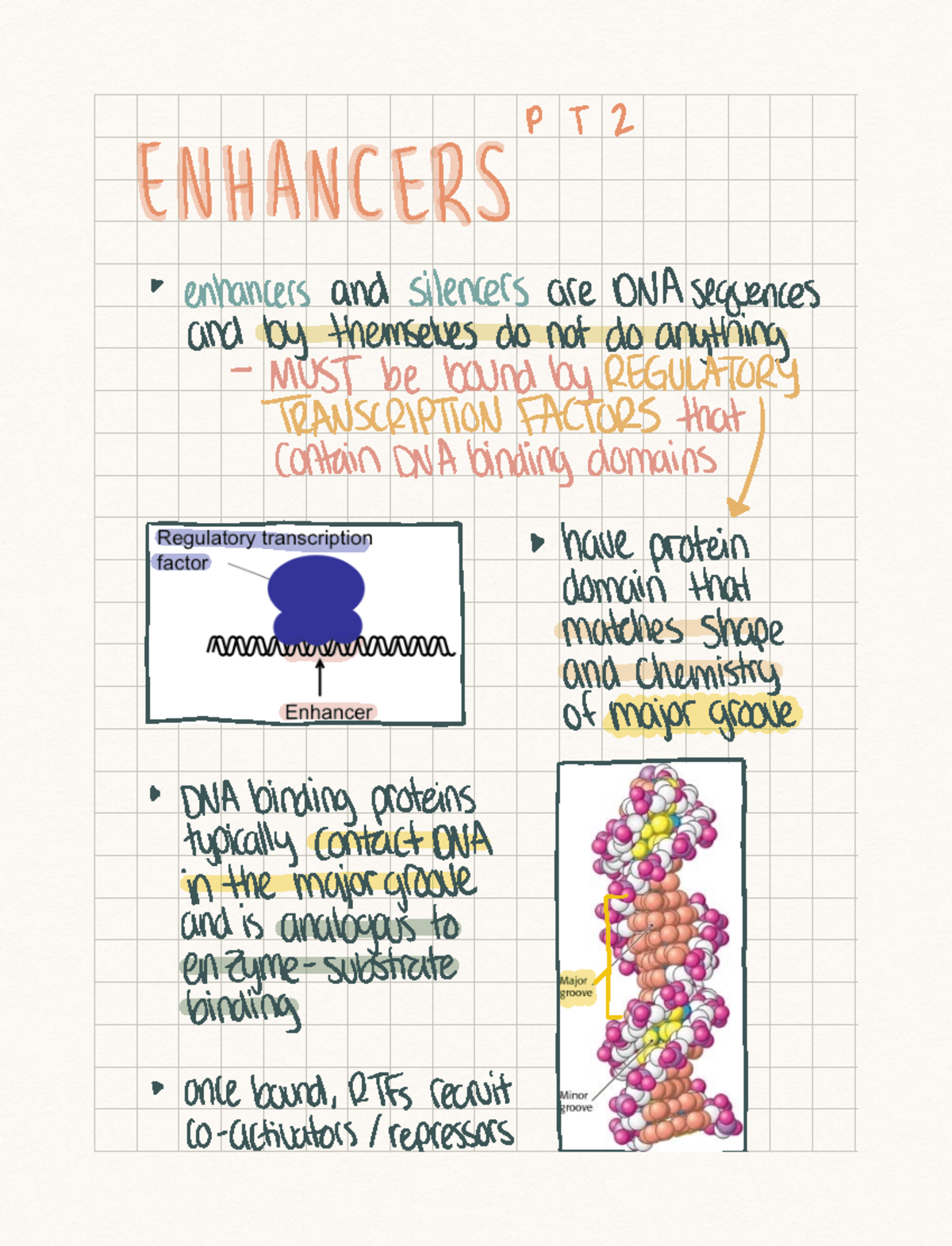 Lecture 12 Notes P T 2 ENHANCERS enhancers and silencers are