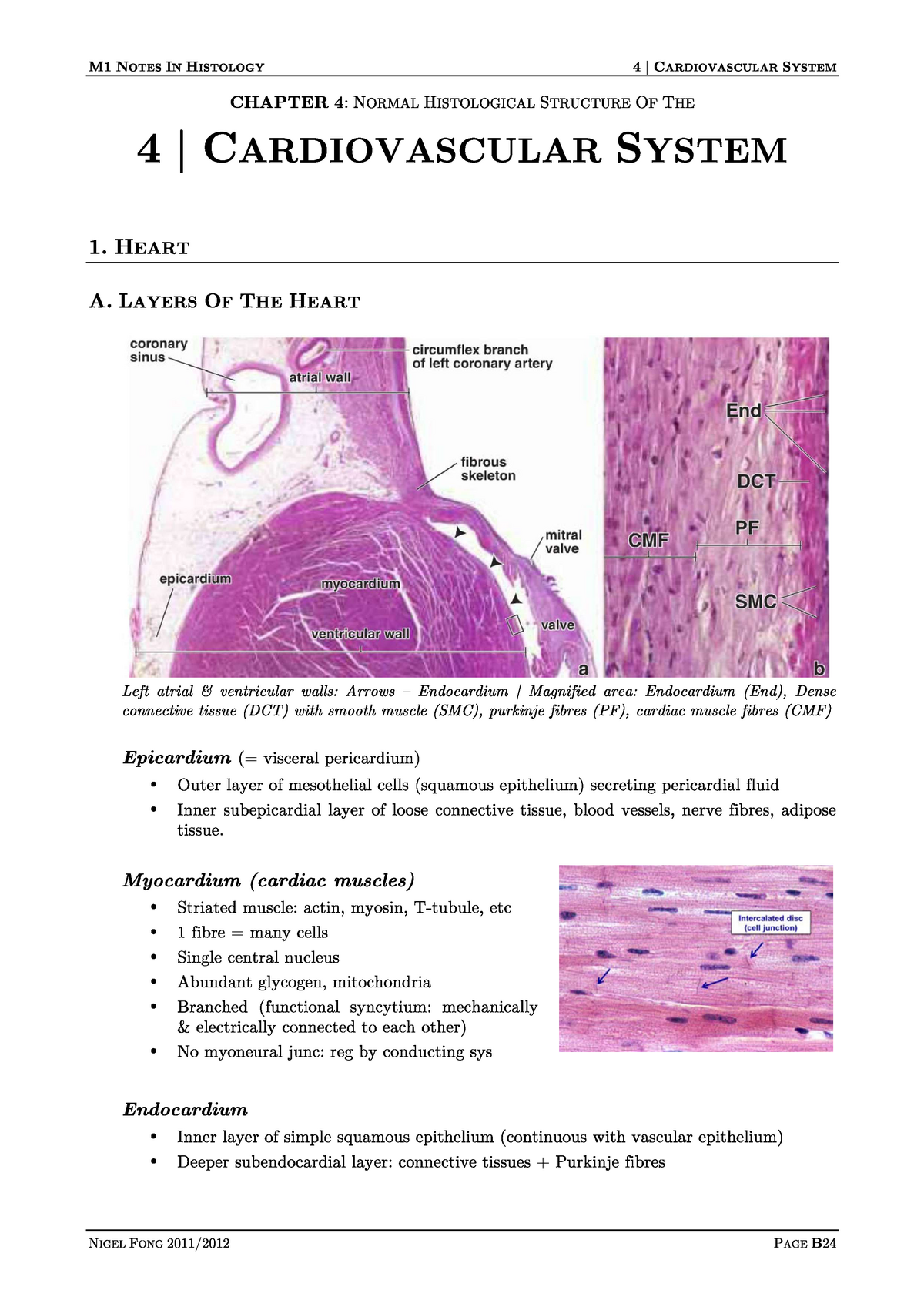 Cardiovascular System - PA2131 - Studocu