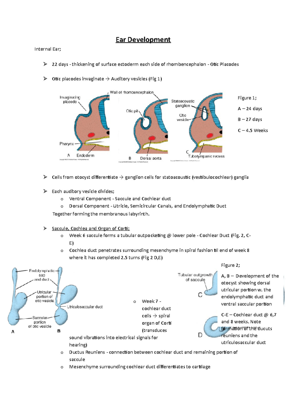 Ear - Ear - Ear Development Internal Ear; 22 days - thickening of ...