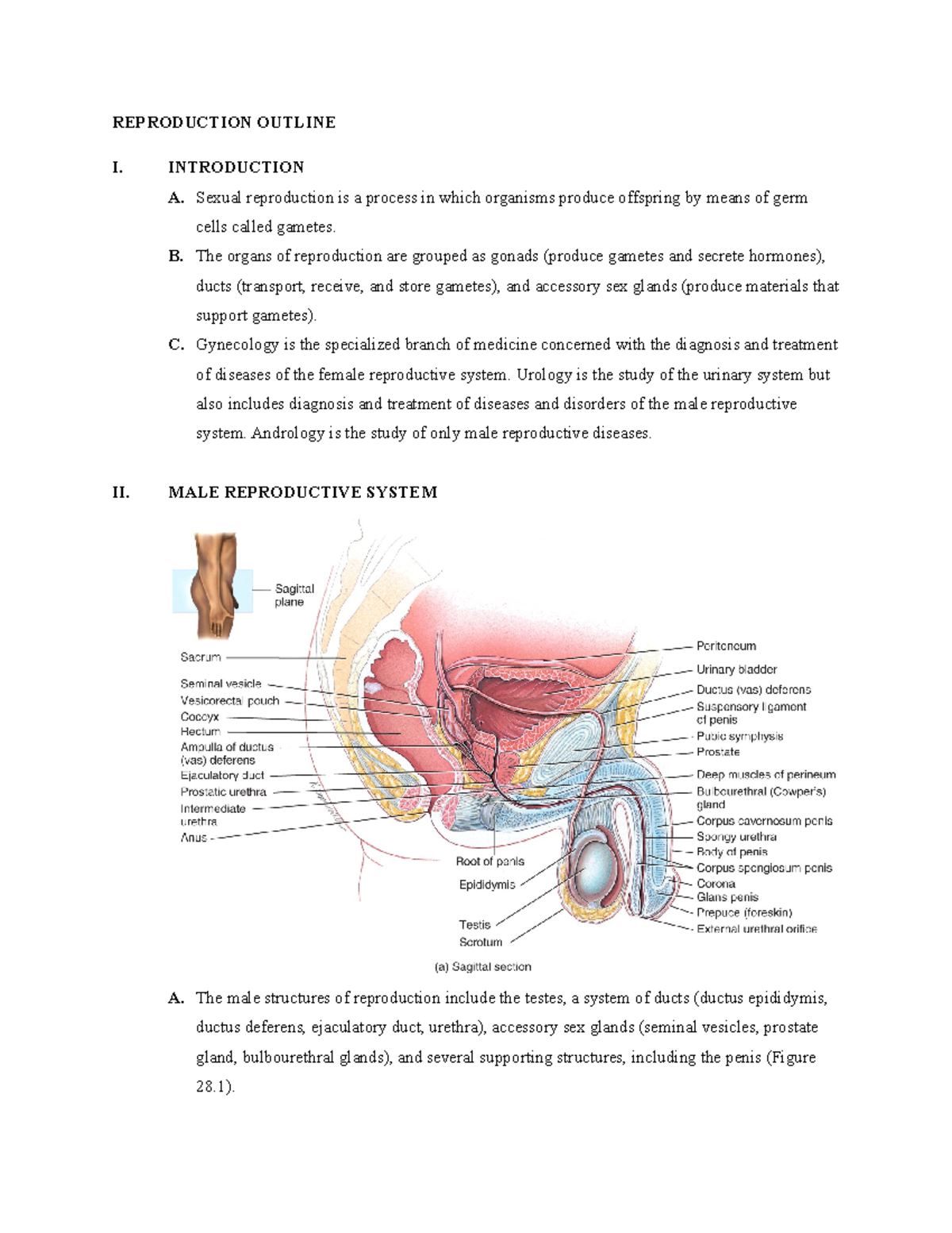 152 Exam 5 Study Guide - REPRODUCTION OUTLINE I. INTRODUCTION A. Sexual  reproduction is a process in - Studocu