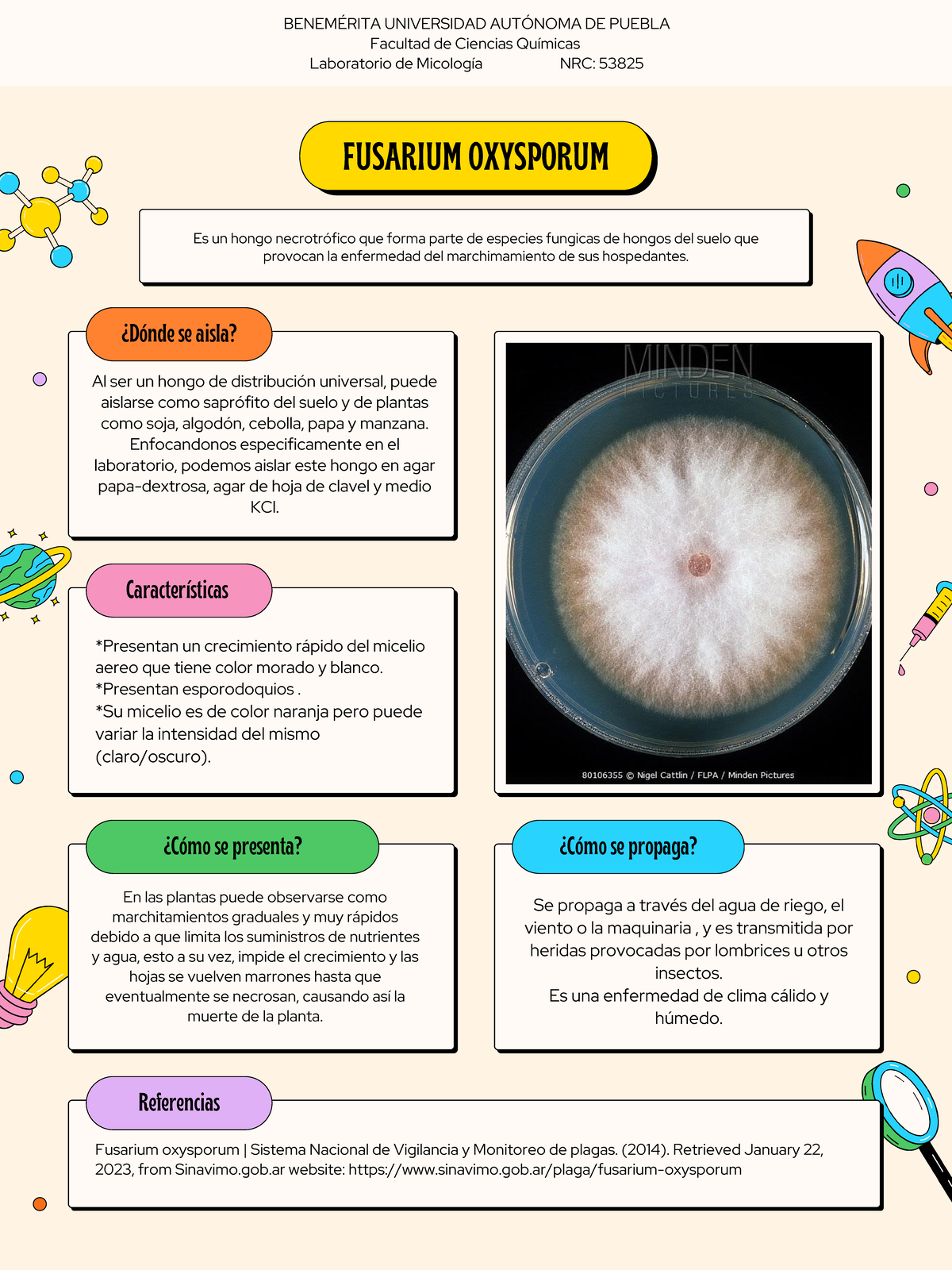 Fusarium Oxysporum - Ficha descriptiva de hongo - FUSARIUM OXYSPORUM Es ...