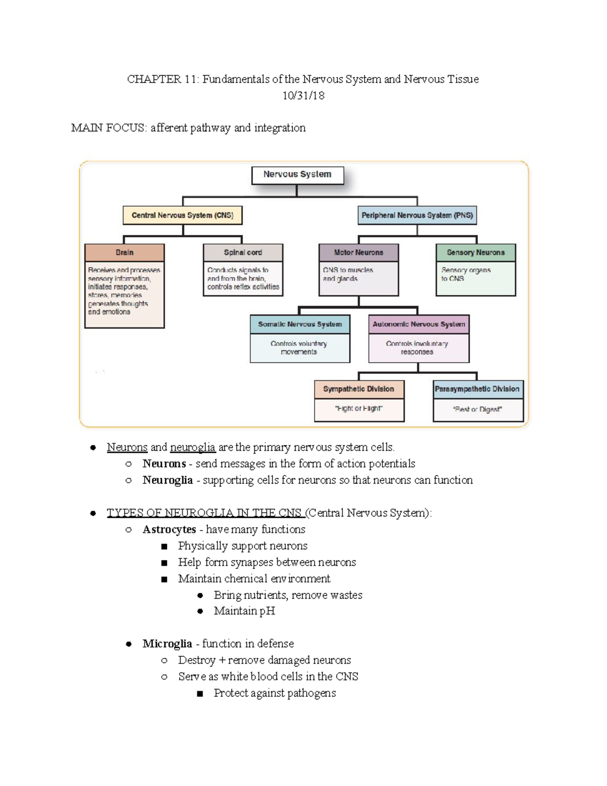 A&P Ch.11 Notes %2F%2F 10%2F31 - CHAPTER 11: Fundamentals Of The ...