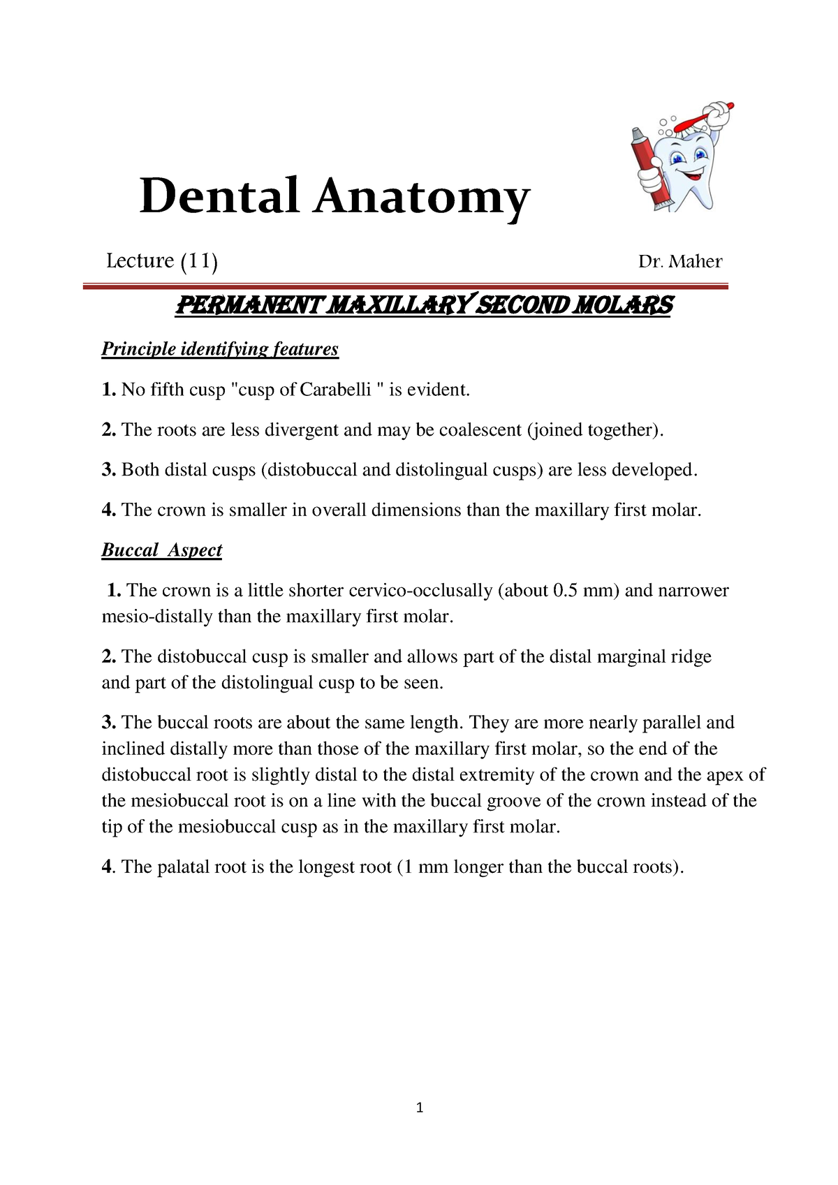 Dental 11 - Dental Anatomy Lecture (11) Dr. Maher Permanent maxillary ...