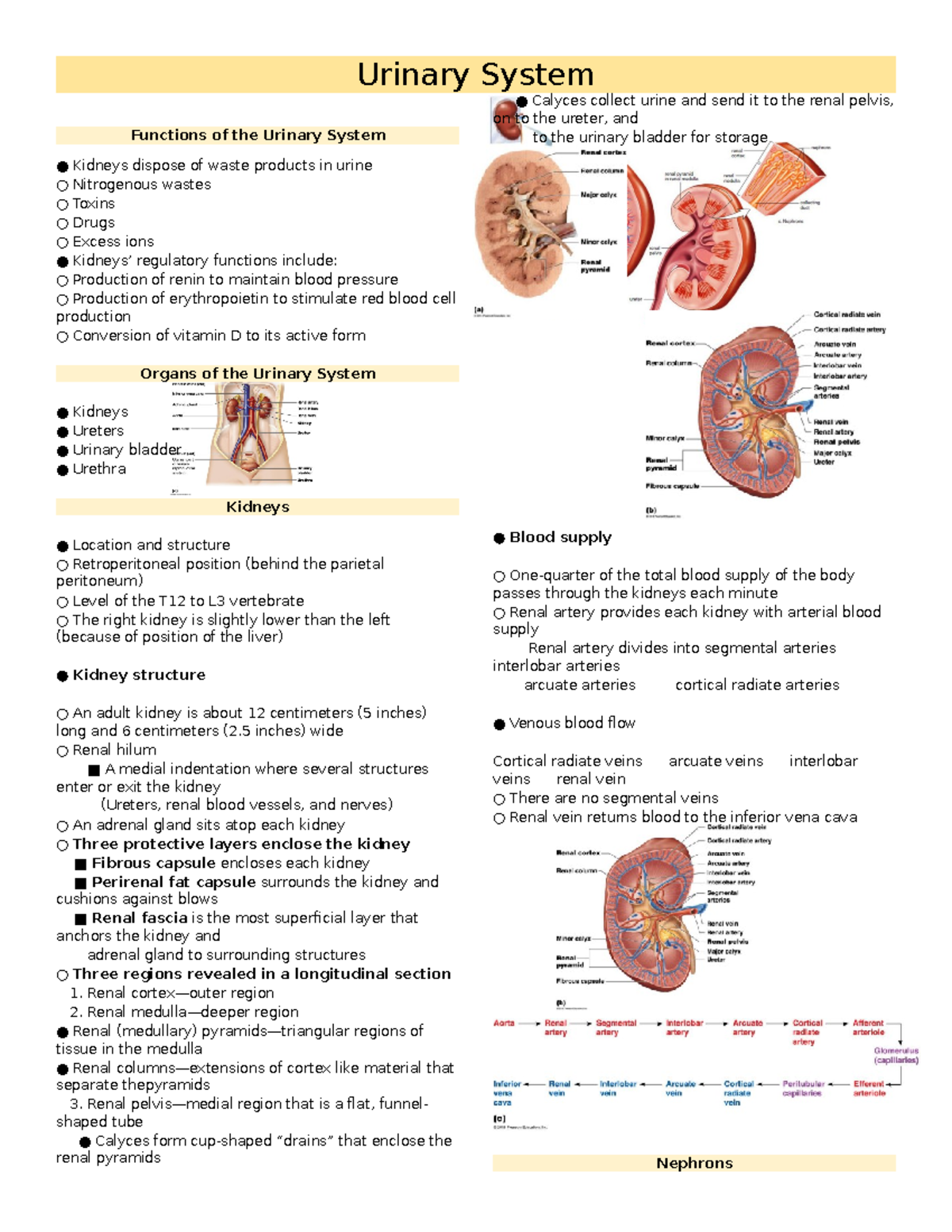 Urinary System - Functions of the Urinary System Kidneys dispose of ...