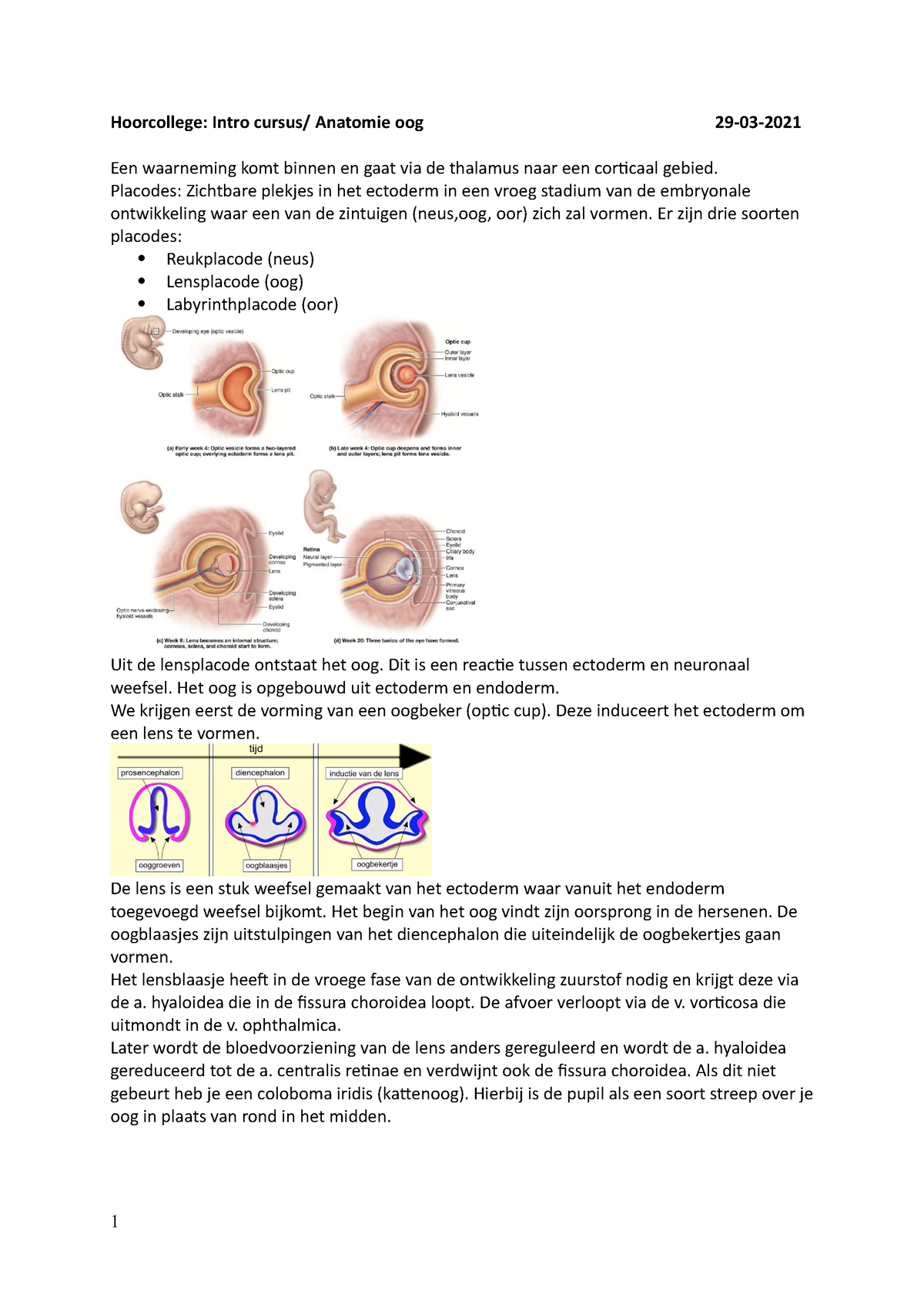 Hoorcollege Hersenen En Zintuigen Hoorcollege Intro Cursus Anatomie Oog 29 03 Een 7448