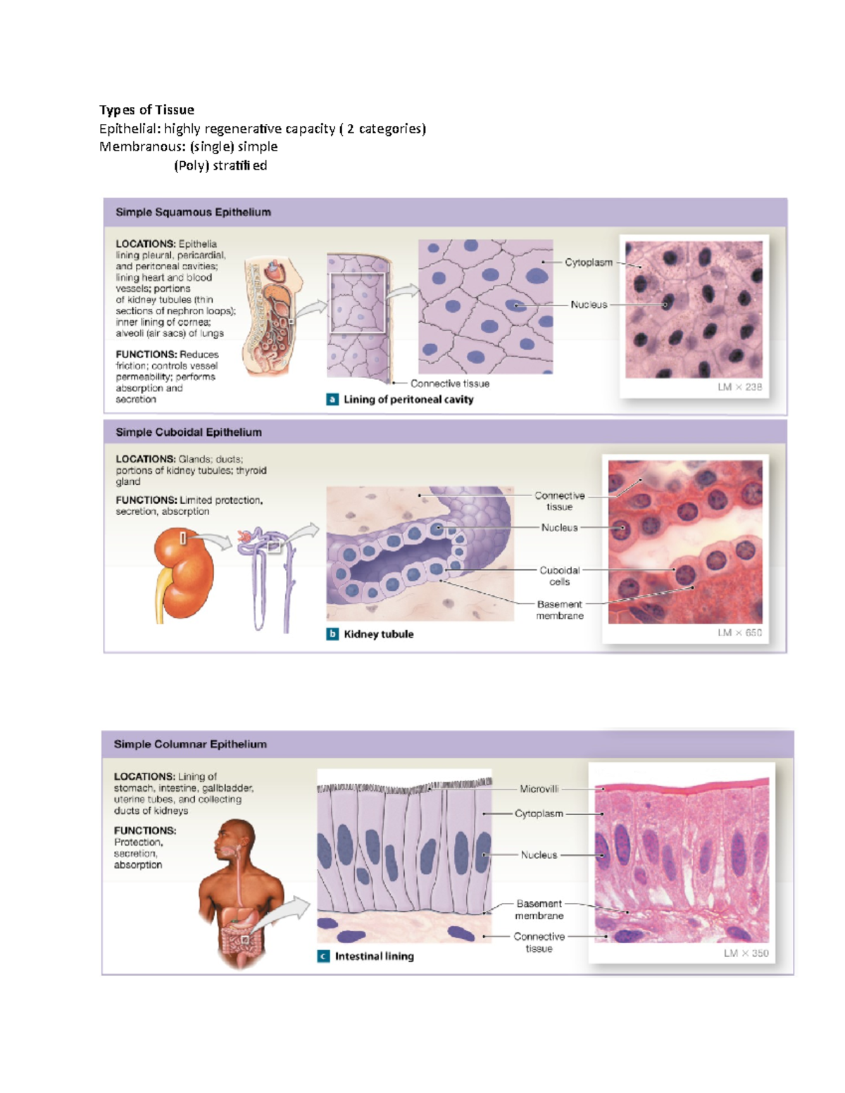 Types of Tissue Chapter 4 - Types of Tissue Epithelial: highly ...