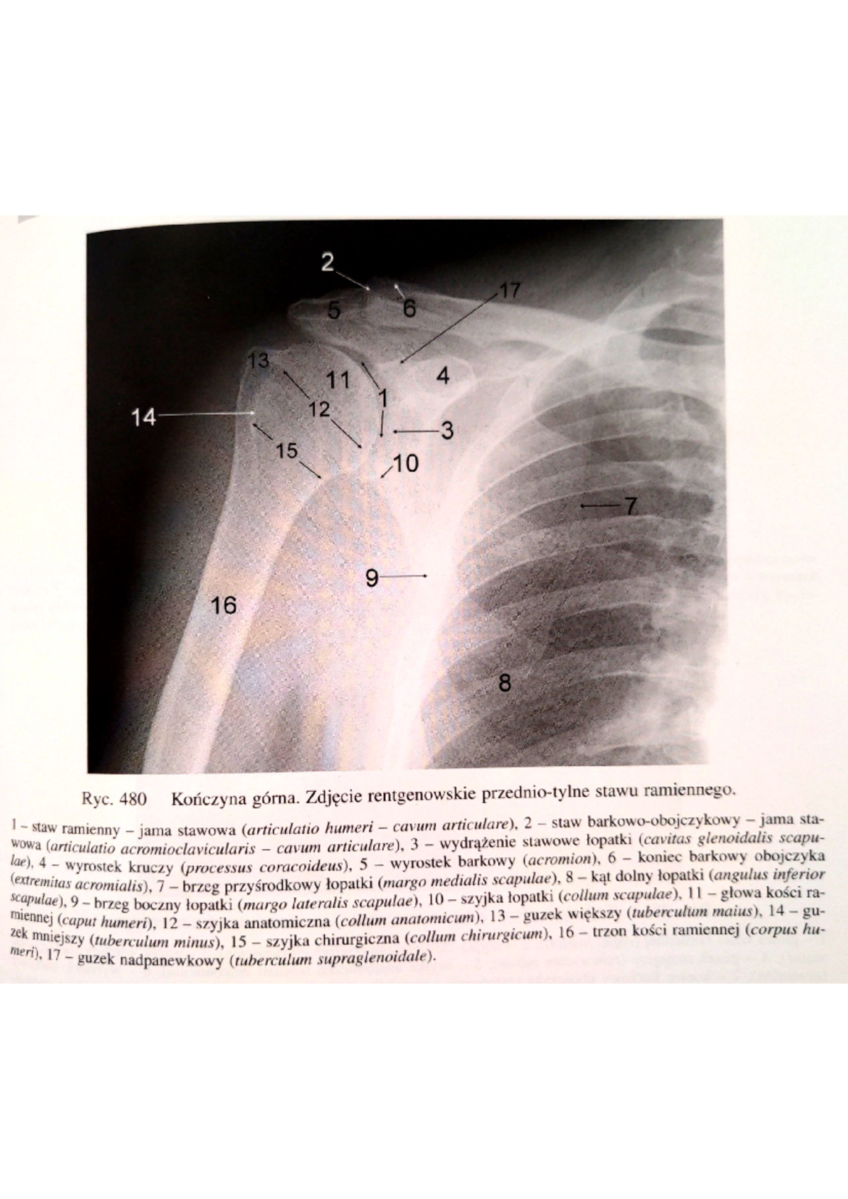 Anatomia rtg k. g i k - Układ kostny człowieka - 2 17 5 6 13 11 4 1 14 ...