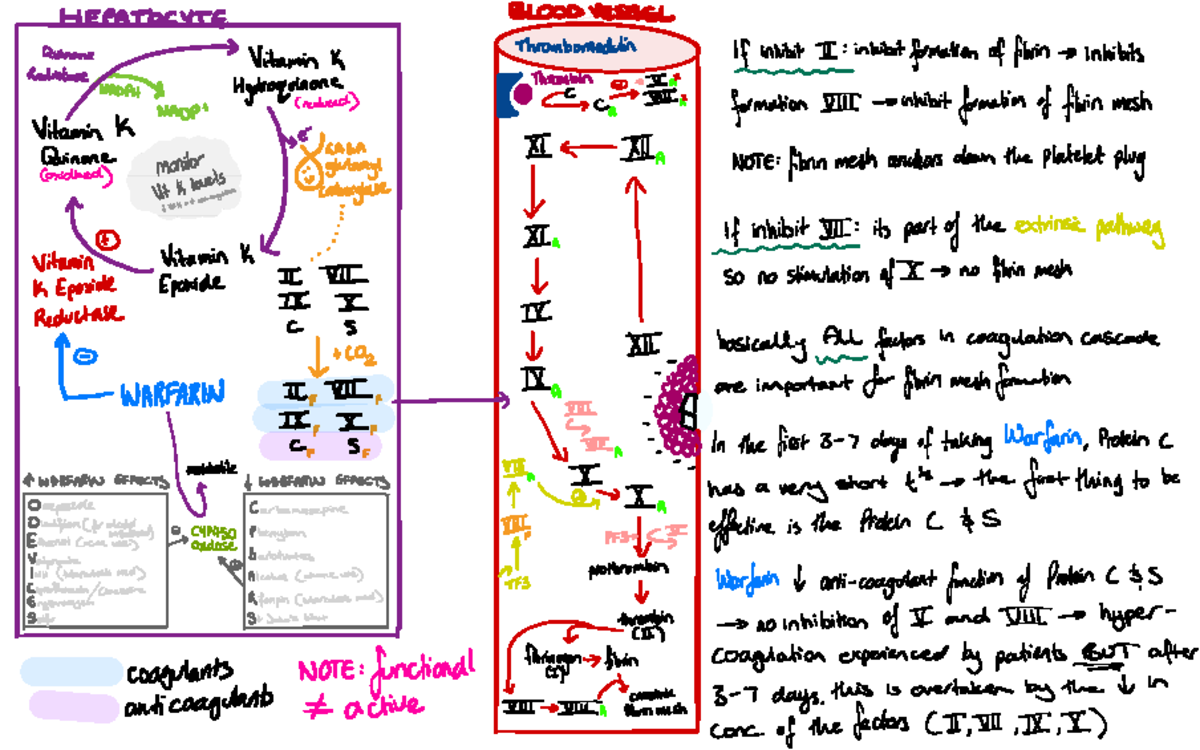 Warfarin HEPATOCYTE BLOOD VESSEL Quinone Vitamin K thro tf inhibit II
