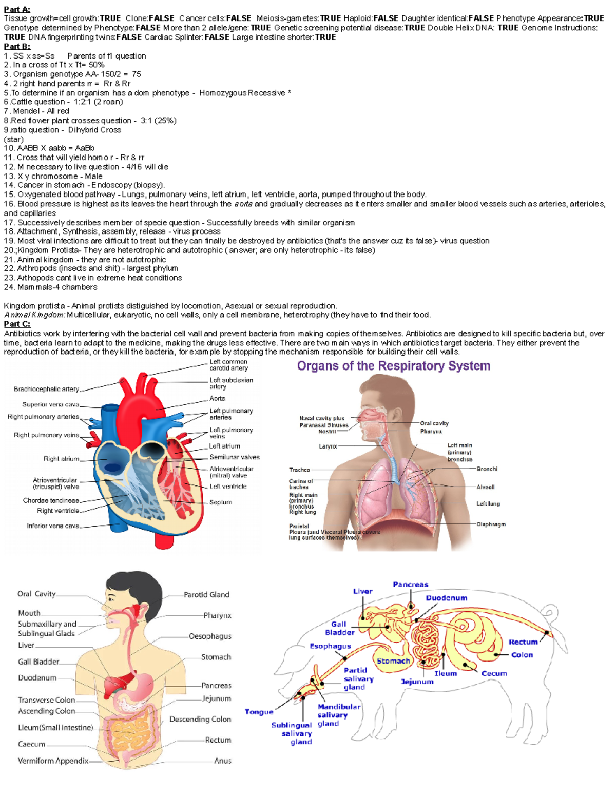 bio-exam-cheat-sheet-part-a-tissue-growth-true-clone-false-cancer