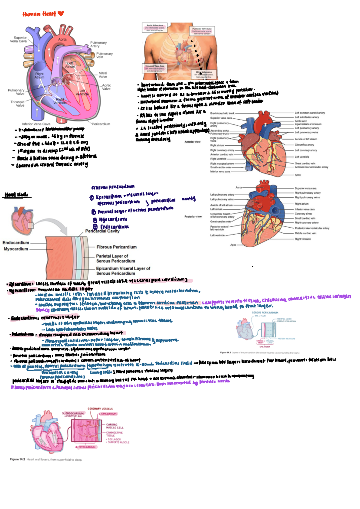 CVS Anatomy Notes - HSC1001 - Studocu