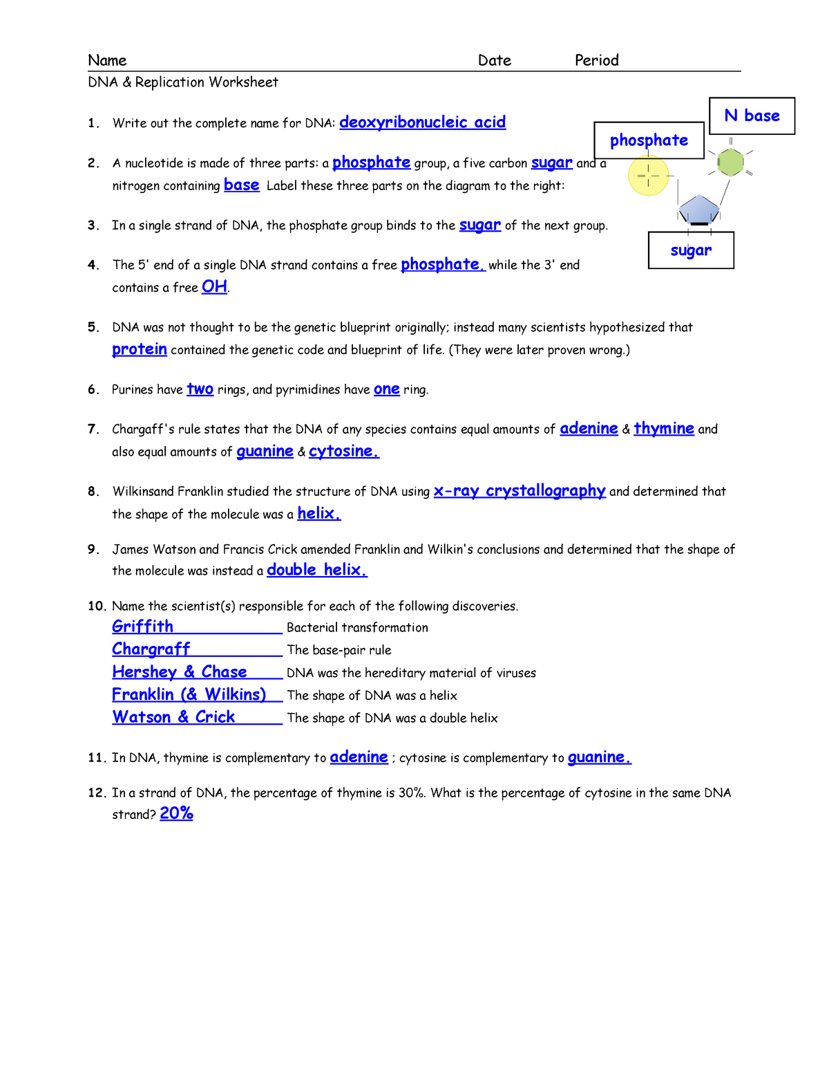 Chargaff s Rule Practice Worksheet Answer Key Ippazio Antonucci