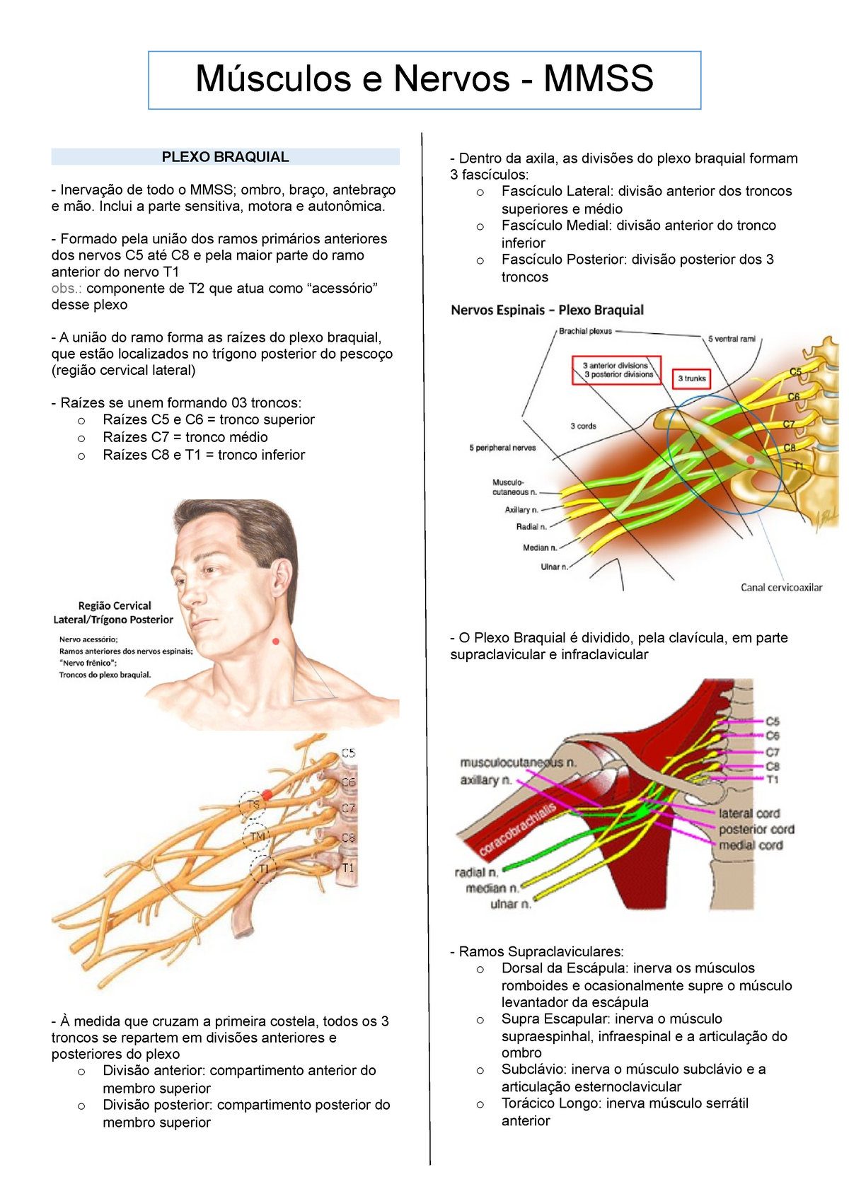 Anatomia Plexo Braquial PLEXO BRAQUIAL Inervação de todo o MMSS