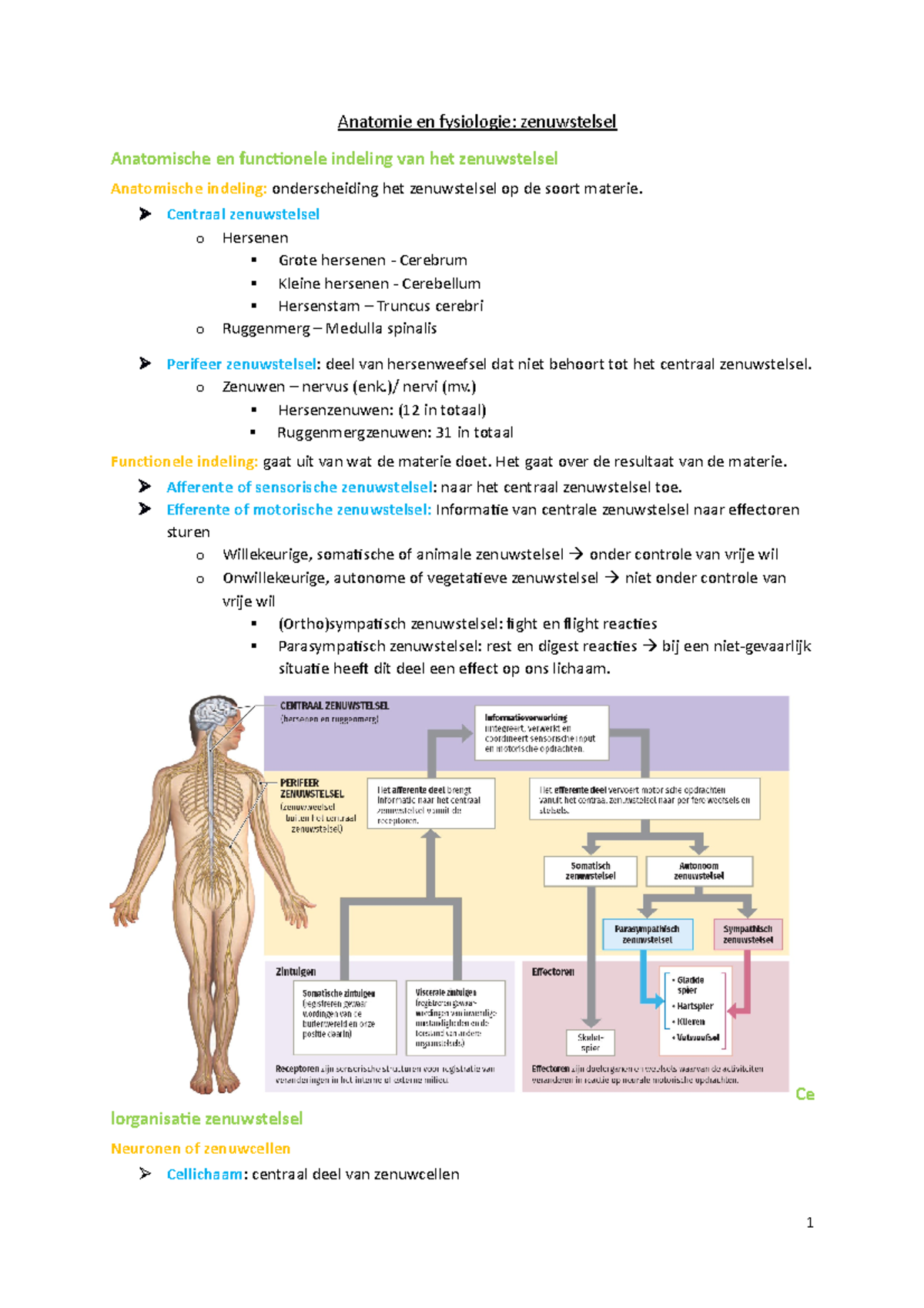 Anatomie En Fysiologie - VRHi 2 - Anatomie En Fysiologie: Zenuwstelsel ...