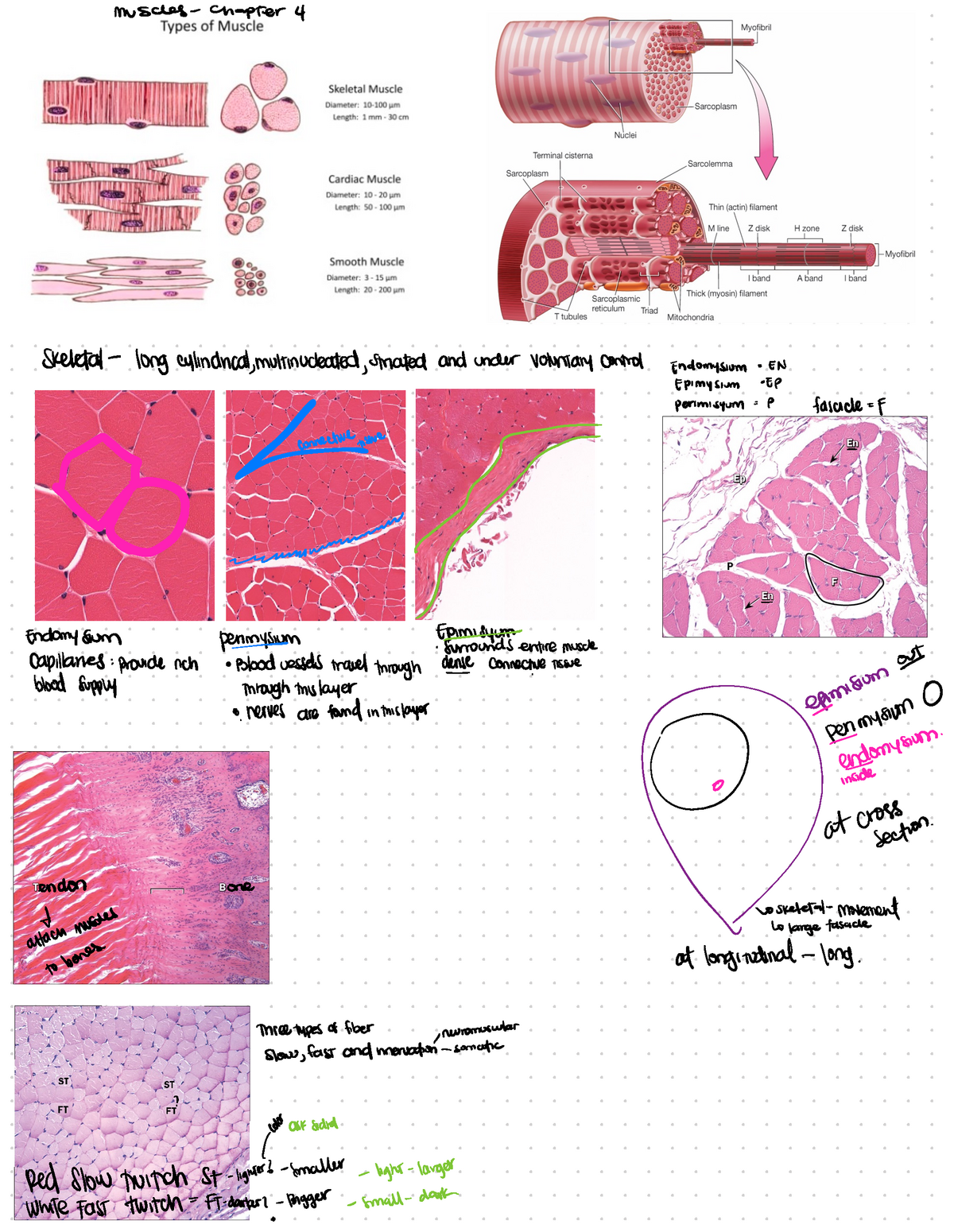 Histology Lab Study Guide Review Part 2- 2021 - Muscles-chapter 4 ...