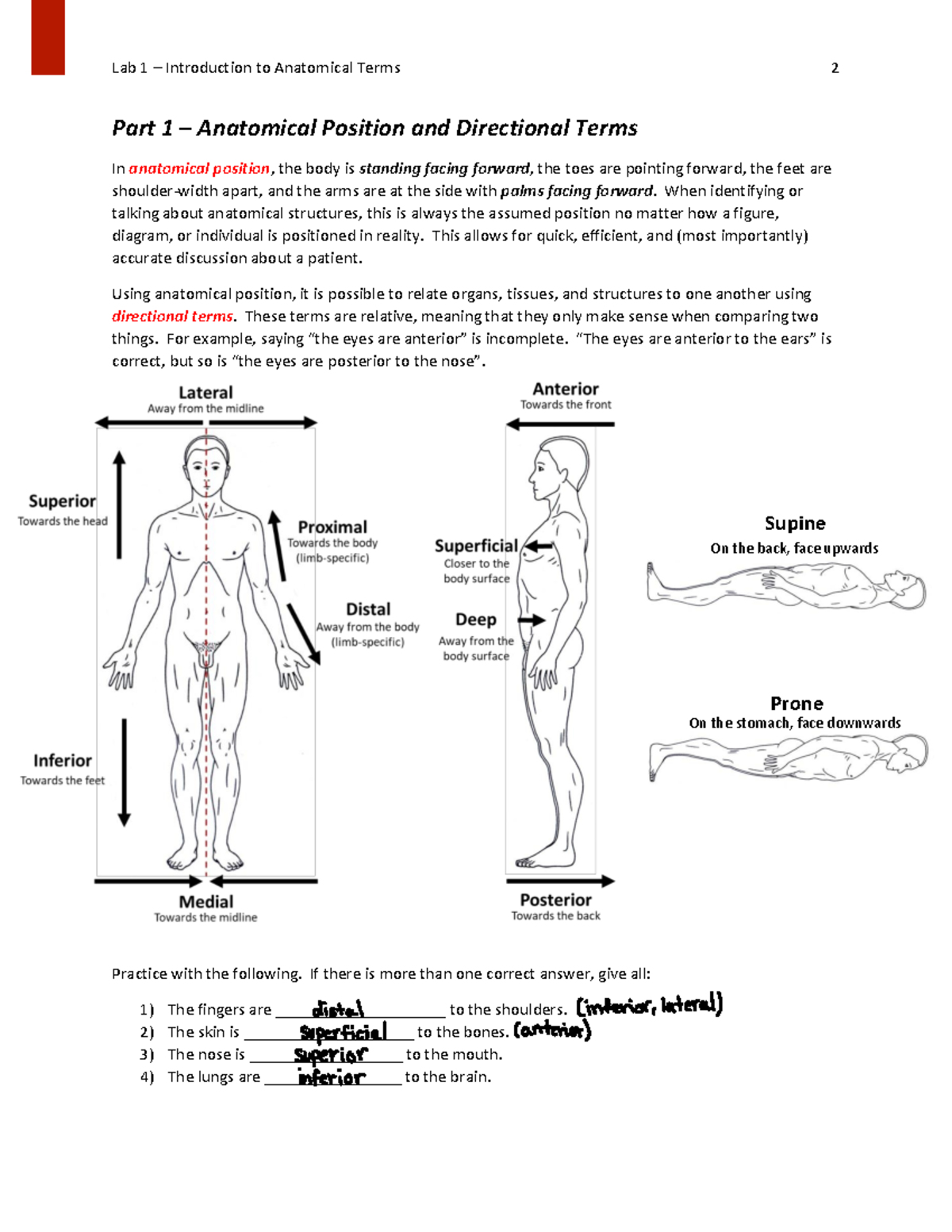 Bio203 Lab 1 - Human a&p 1: 1st Lab on body regions and cavities - Part ...