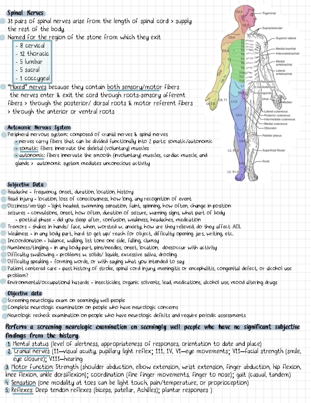 Neuro 2 - Lab - Spinal Nerves 31 pairs of spinal nerves arise from the ...