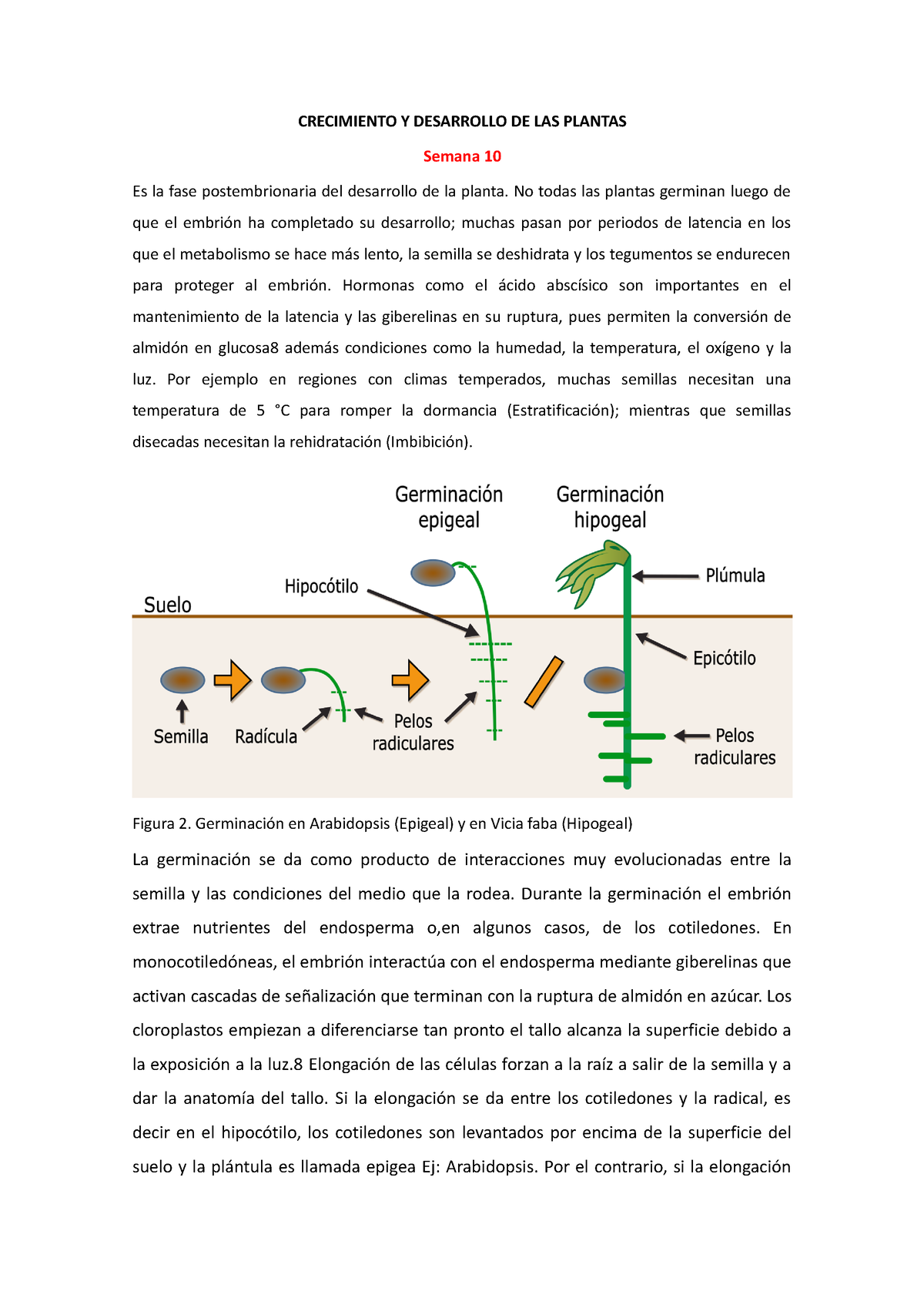 Crecimiento Y Desarrollo De Las Plantas Crecimiento Y Desarrollo De