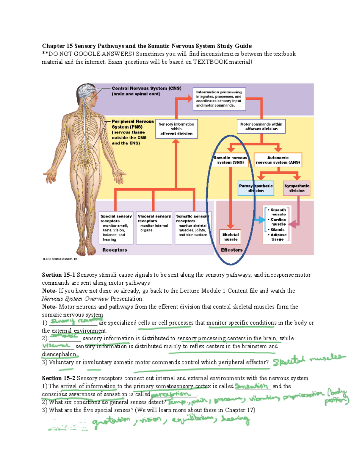 Chapter+15+Sensory+Pathways Somatic+Nervous+System+Study+Guide+Fall+ ...