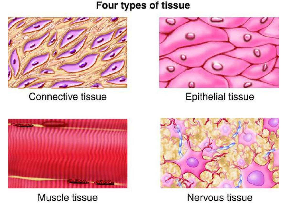 Tissue in Human Body - Human Anatomy and Physiology 1 - Studocu