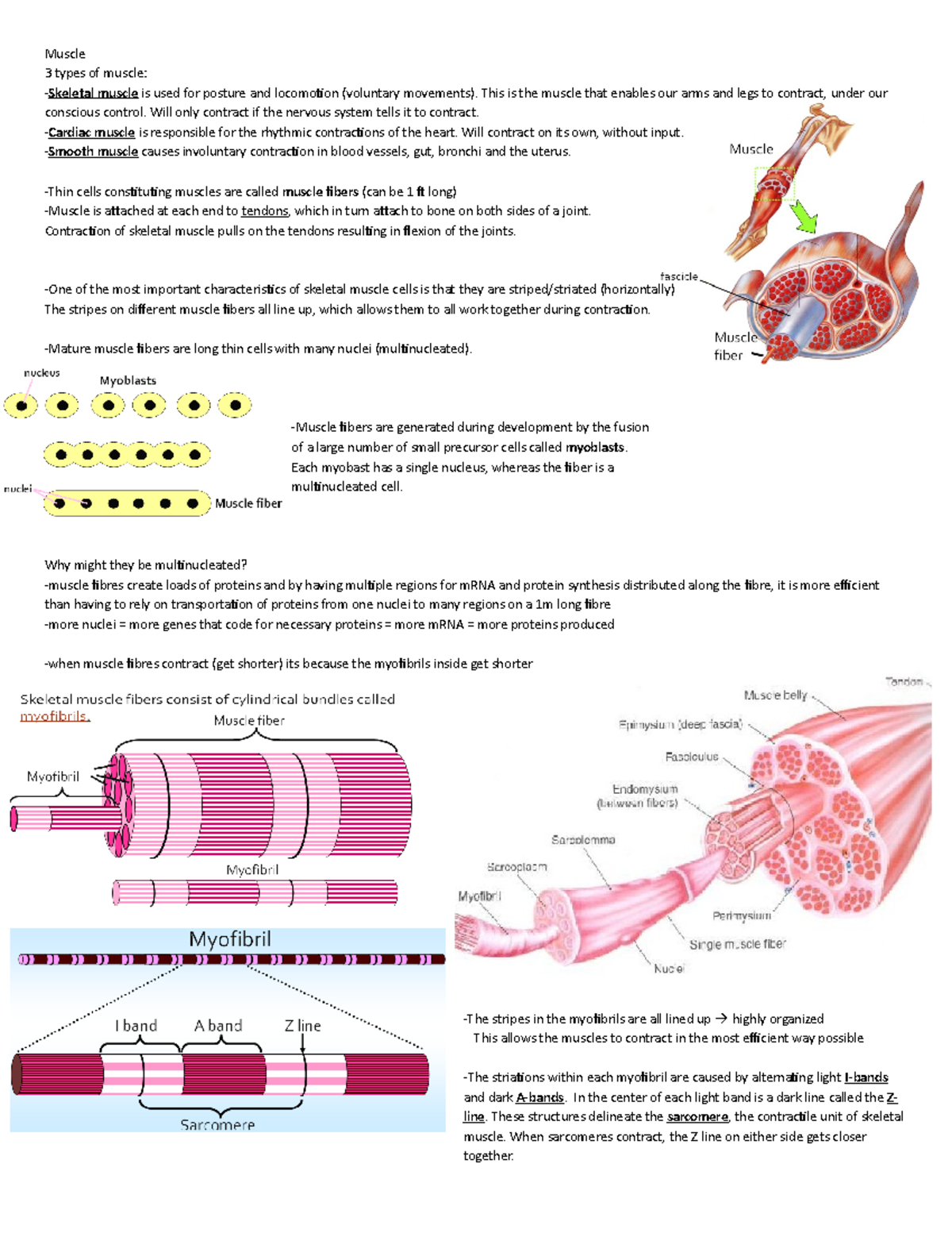 Muscle physiology - Muscle 3 types of muscle: Skeletal muscle is used ...