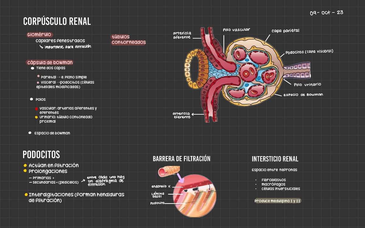 corpúsculo renal