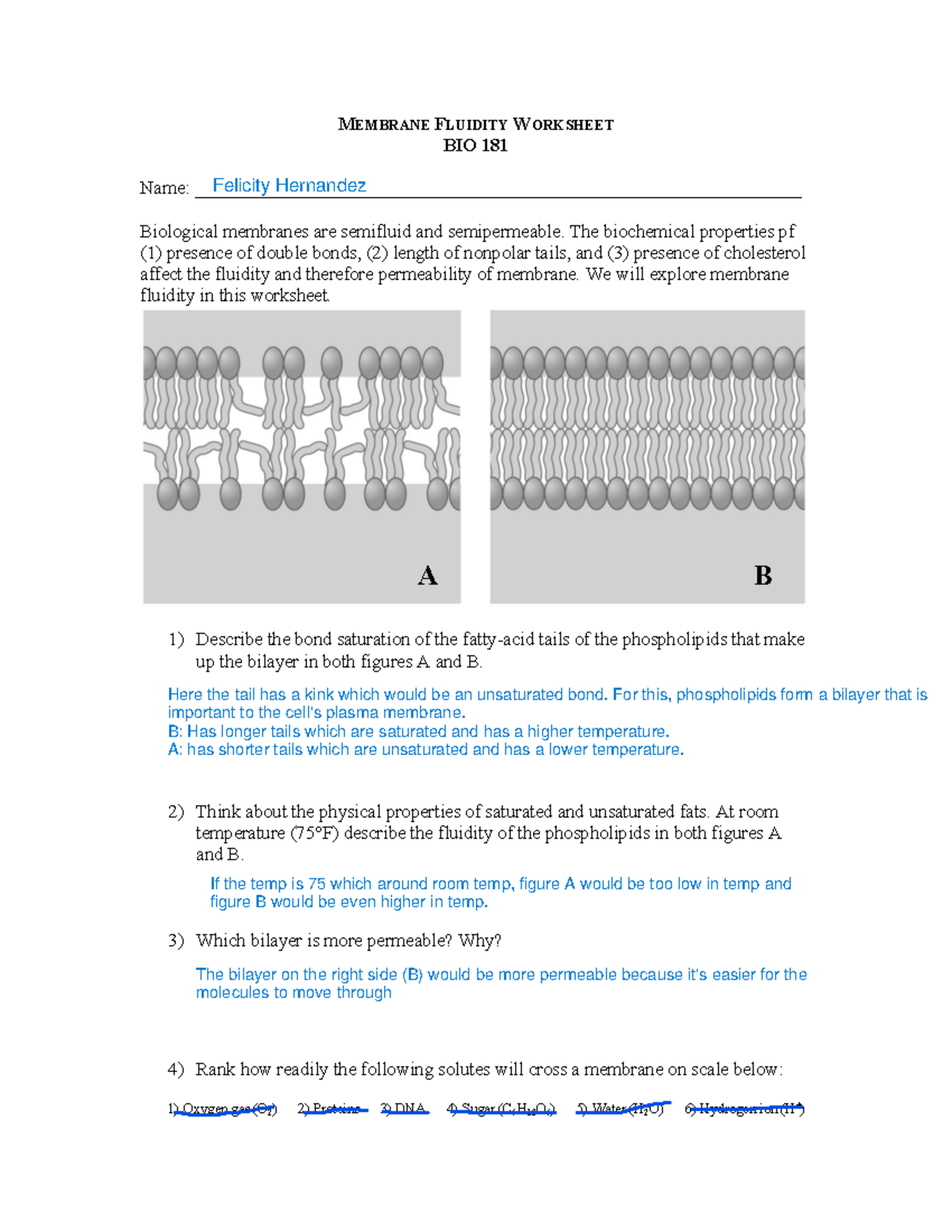 Membrane Fluidity Worksheet BIO MEMBRANE FLUIDITY WORKSHEET BIO 181