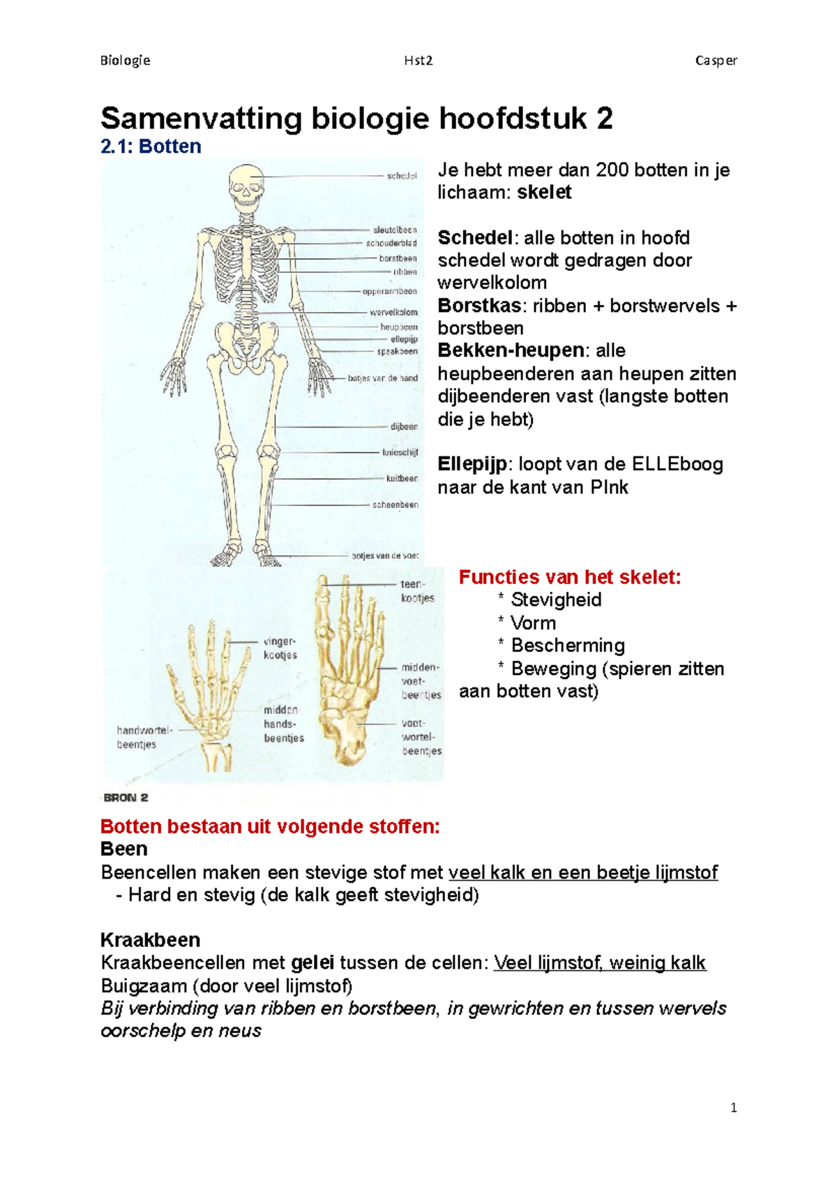 Samenvatting Biologie Hoofdstuk 2 - Kraakbeen Verandert Dan In Been ...