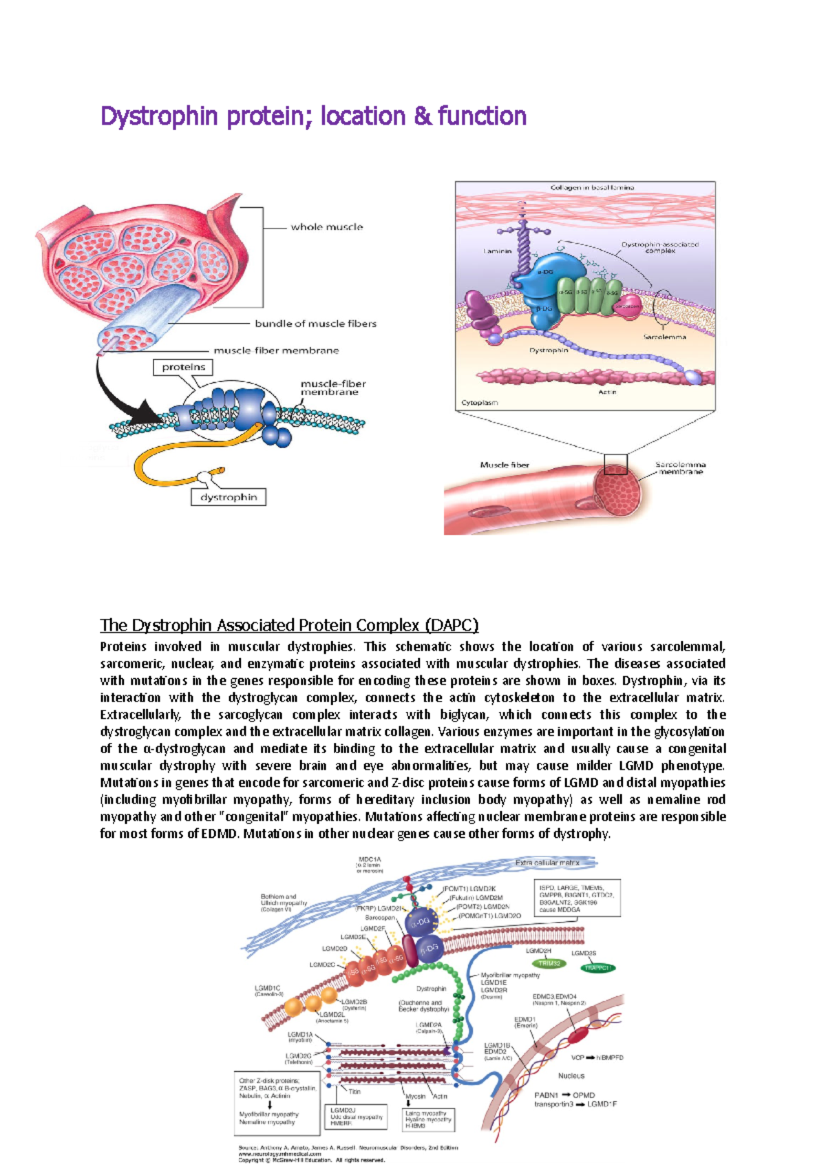 Dystrophin protein Biomedical Science - Dystrophin protein; location ...