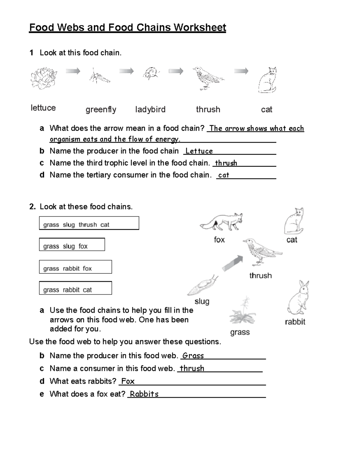 Food webs and food chains worksheet - Food Webs and Food Chains ...