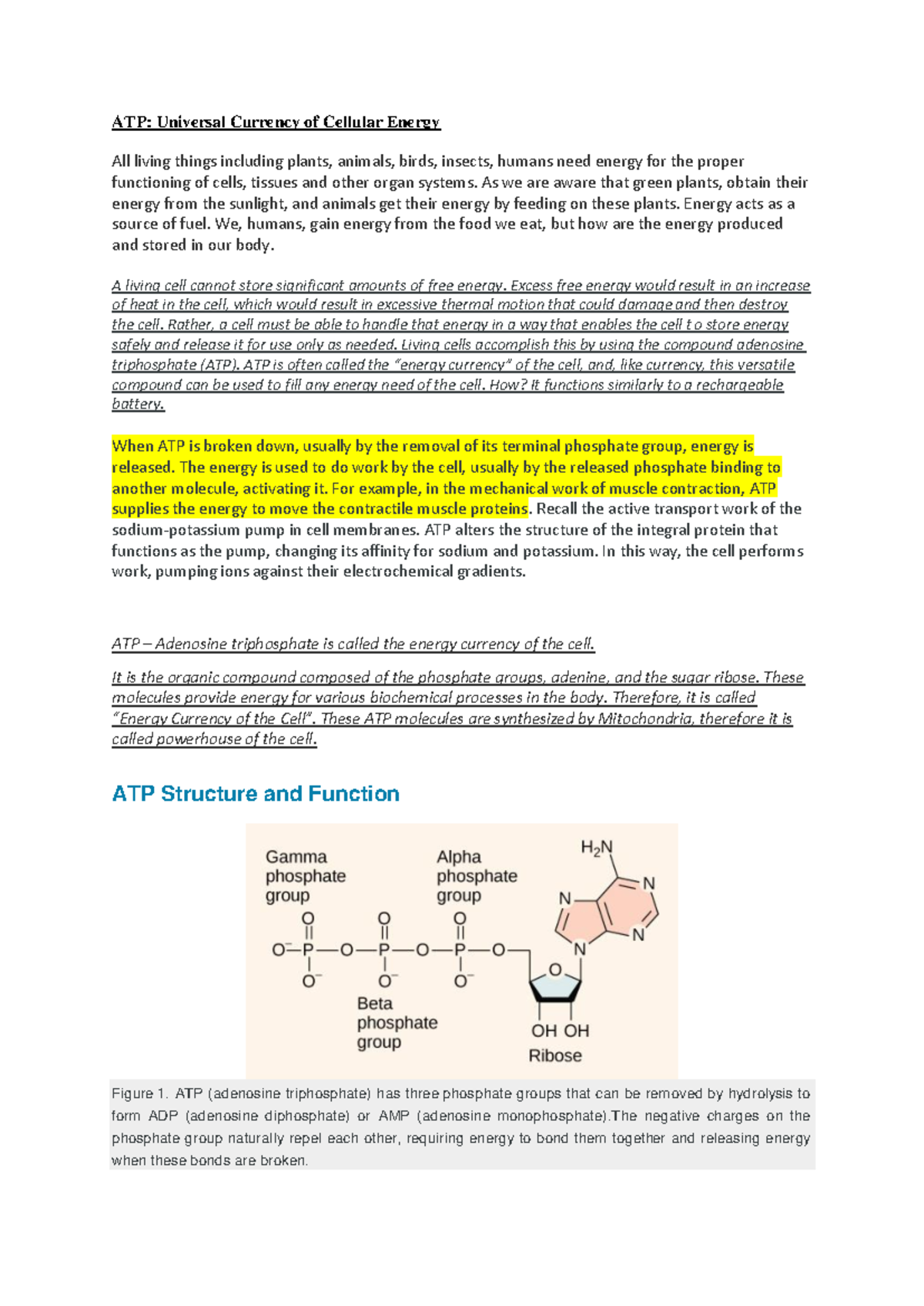 Function of atp-adp - class notes for general biology - ATP: Universal ...