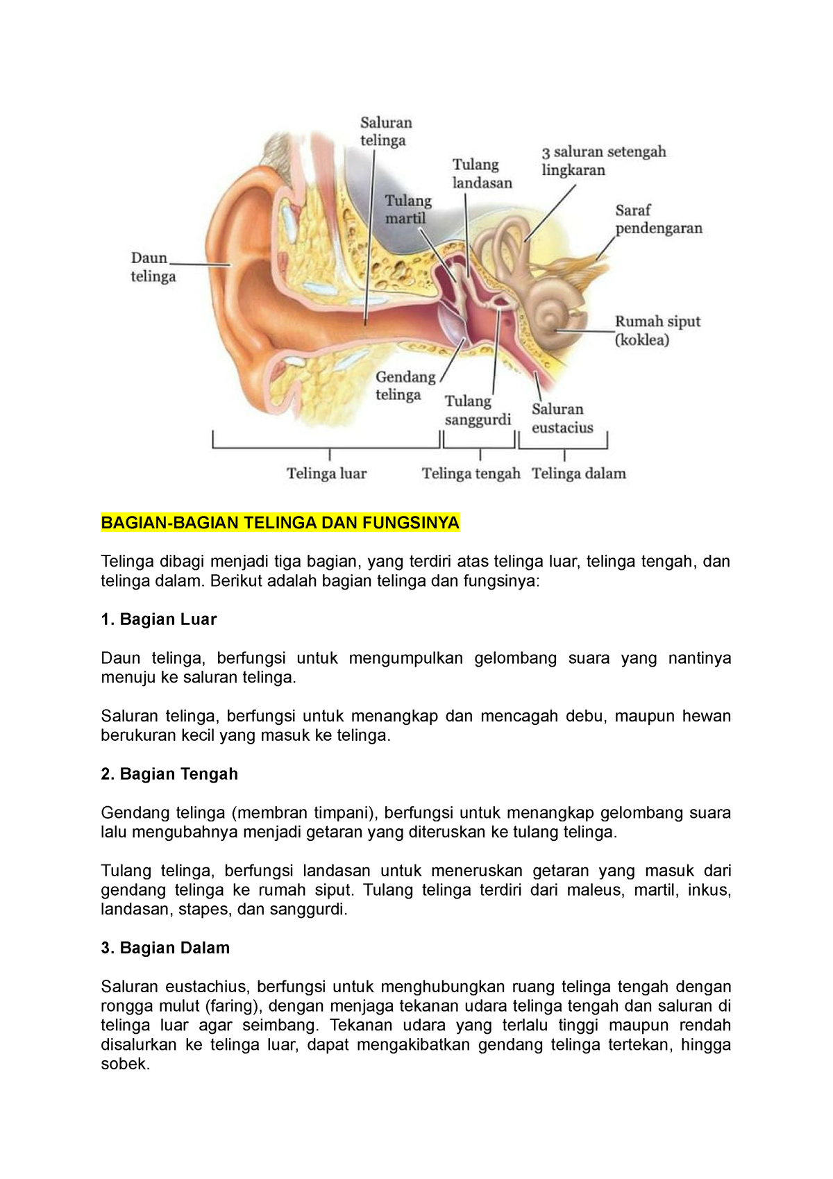 Bagian Telinga - BAGIAN-BAGIAN TELINGA DAN FUNGSINYA Telinga Dibagi ...